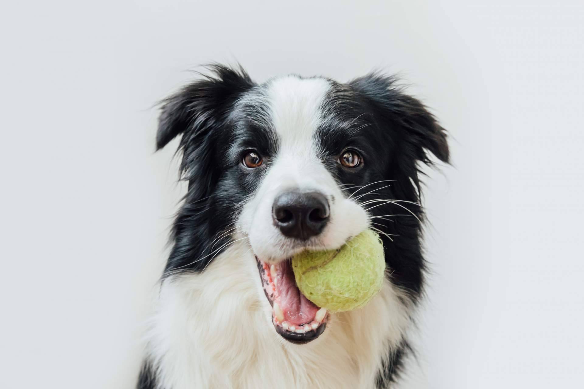 ¿Por qué es importante la higiene de mascotas?, por Pelitos Peluquería Canina