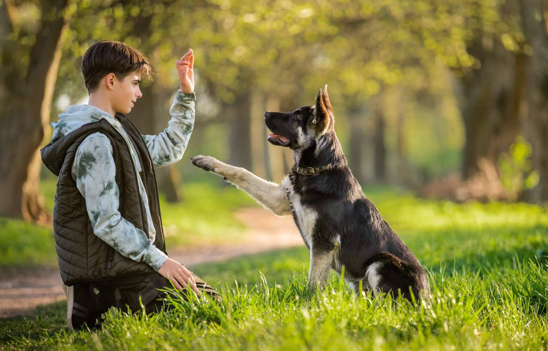 Las características del programa de adiestramiento de perros de Cachorros del Valle