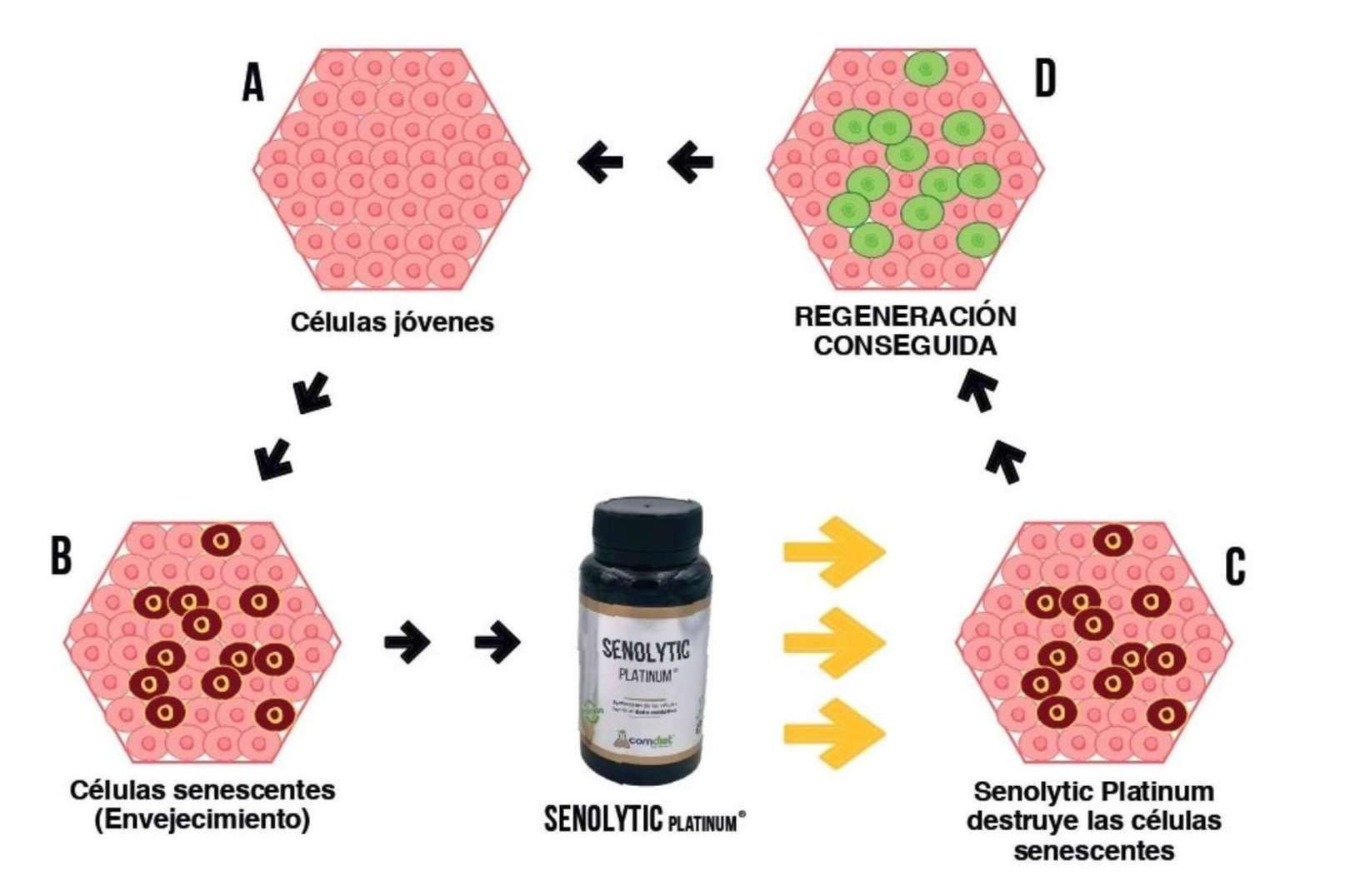 Senolytic Platinum, de Comdiet Roig Laboratorios, ayuda a prevenir el envejecimiento