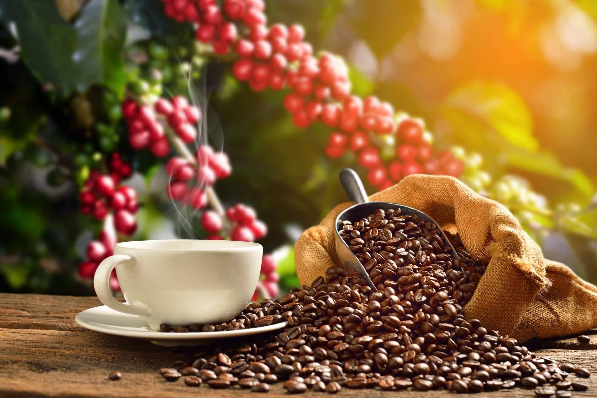 Diversos packs specialty de café en Café Ciano