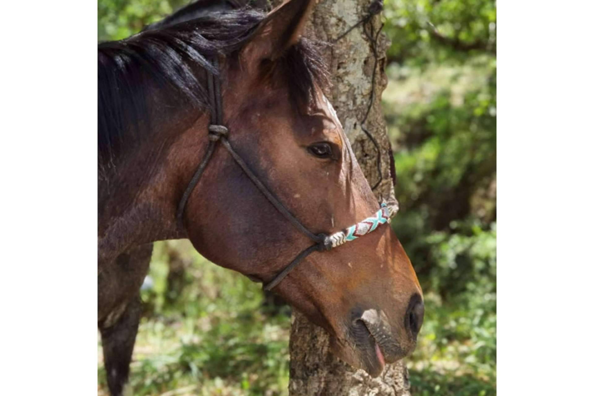 Maktub Bohemian Rides expone los beneficios físicos y mentales de pasear a caballo