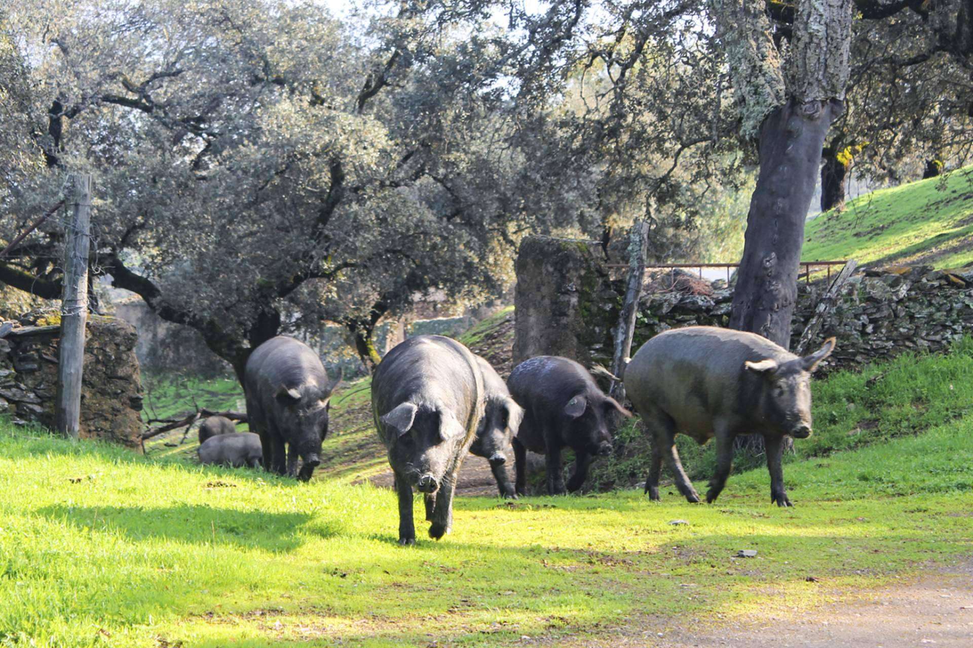 La empresa galardonada por la calidad de su jamón ibérico, Segundín