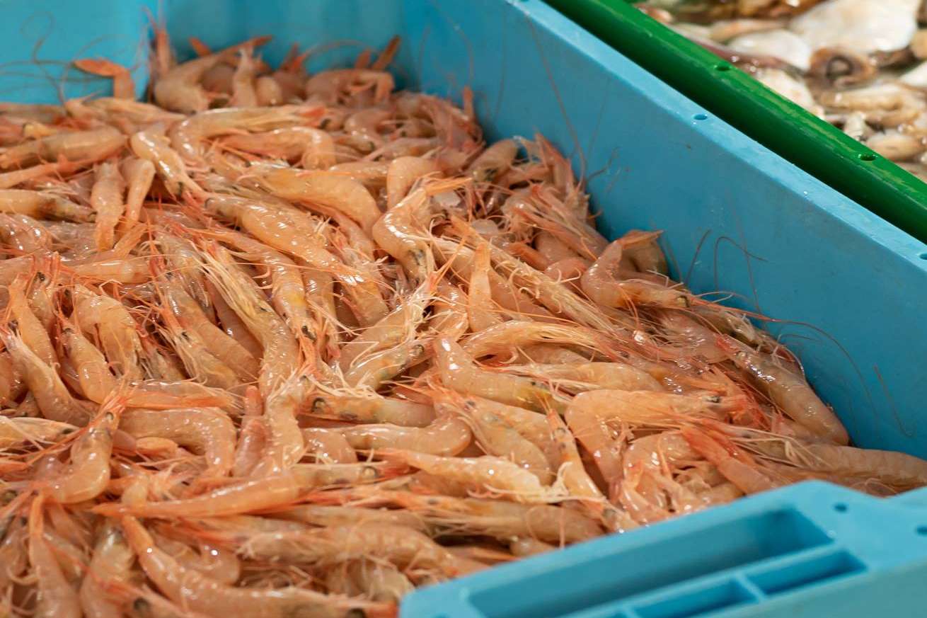 Lonja de Ayamonte aporta consejos de conservación de Marisco de Huelva