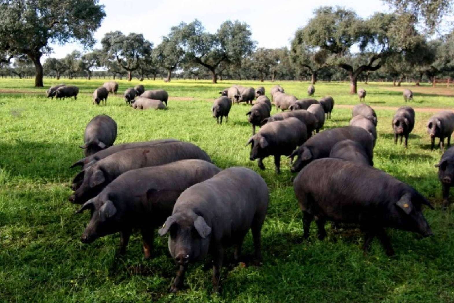 País de Quercus explica por qué es tan caro el jamón de bellota