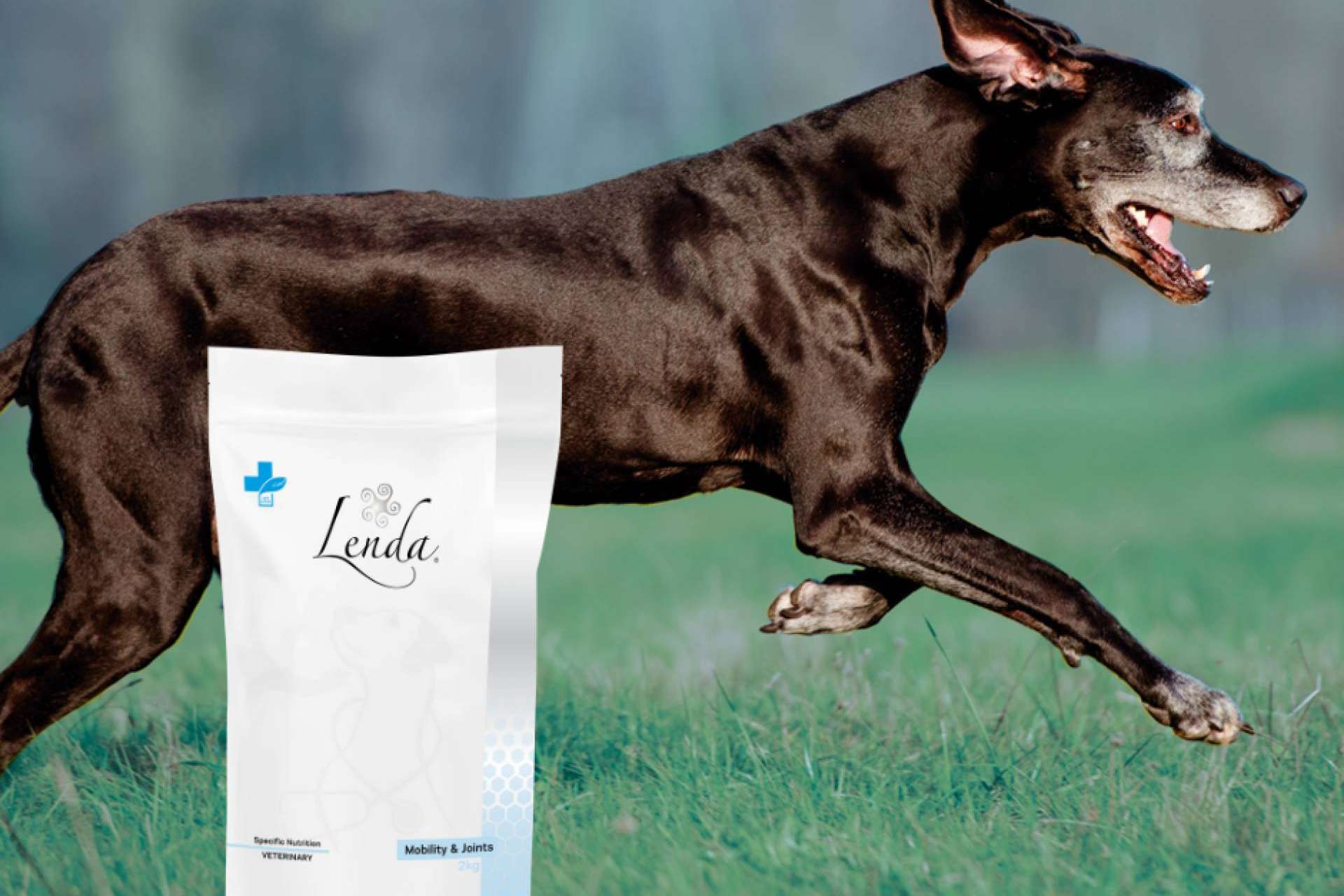 Mejorar la salud articular canina con Lenda VET Nature