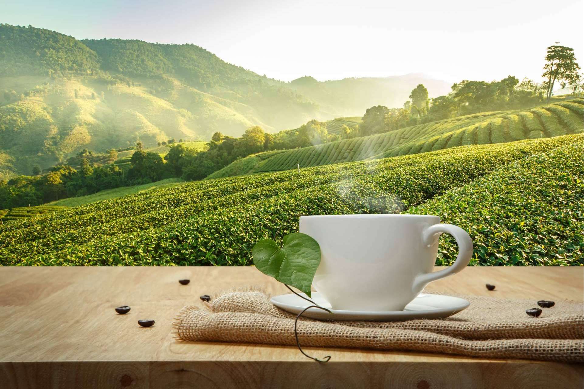 Las variedades de café de origen que se pueden encontrar en Café Ciano