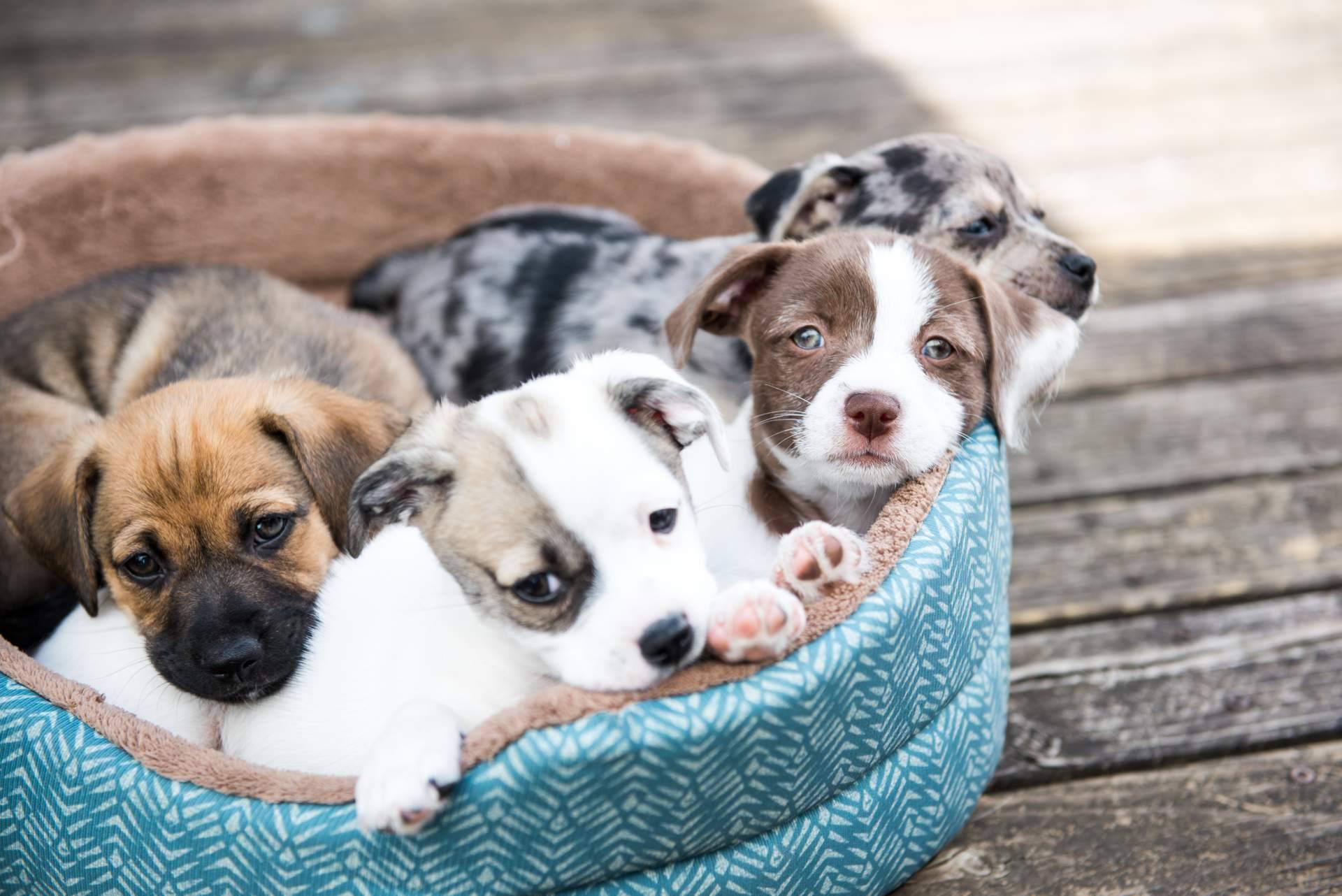 La experiencia de la cría profesional de perros, Cachorros del Valle