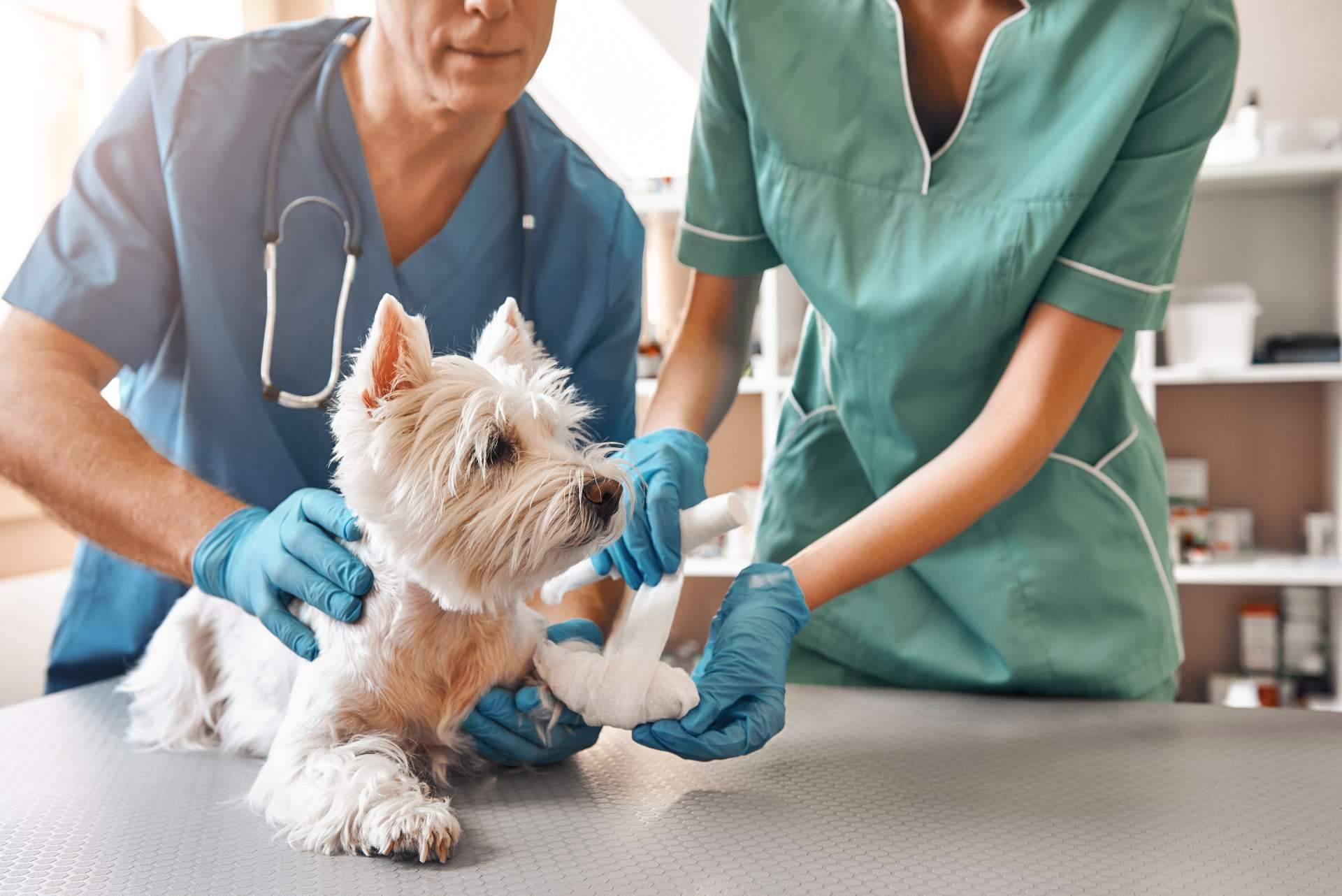 ¿Cómo escoger la tipología de curso de auxiliar de veterinario?, por VetFormación