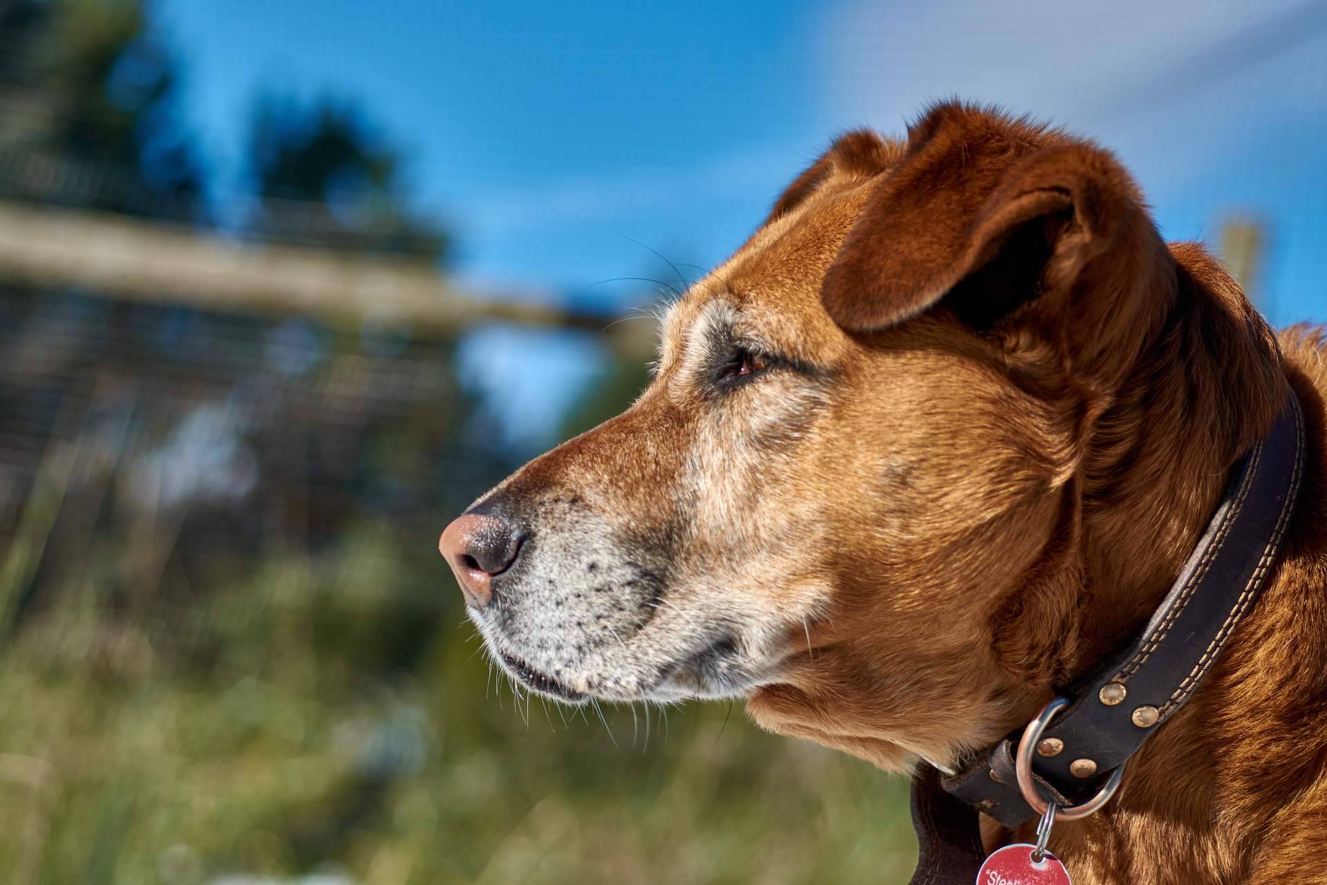 La importancia de adoptar en refugio de animales