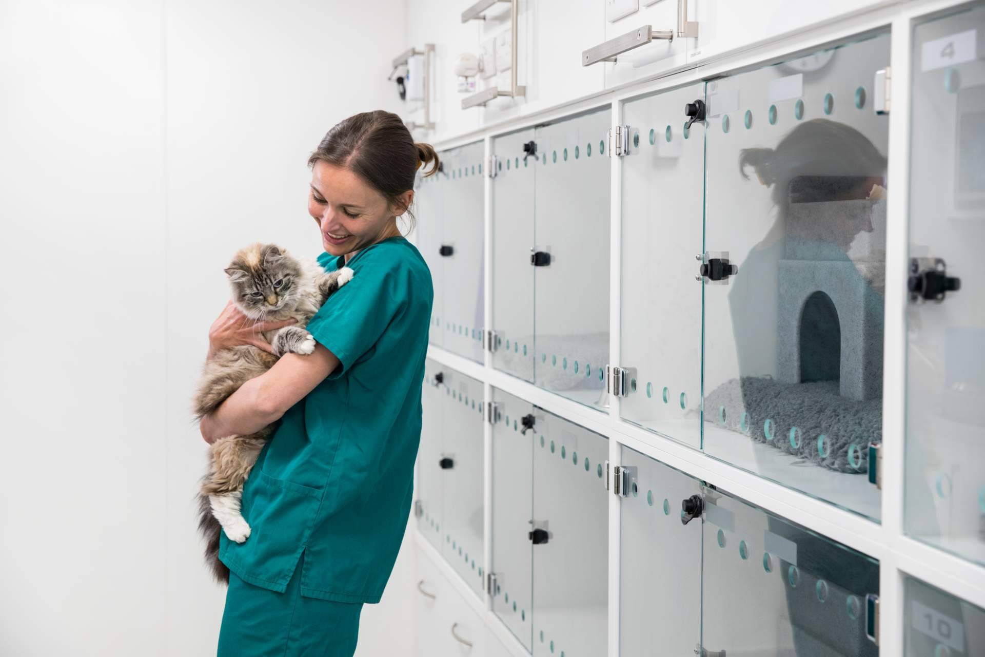 Vetformación explica cuánto tiempo dura un curso de auxiliar de veterinaria