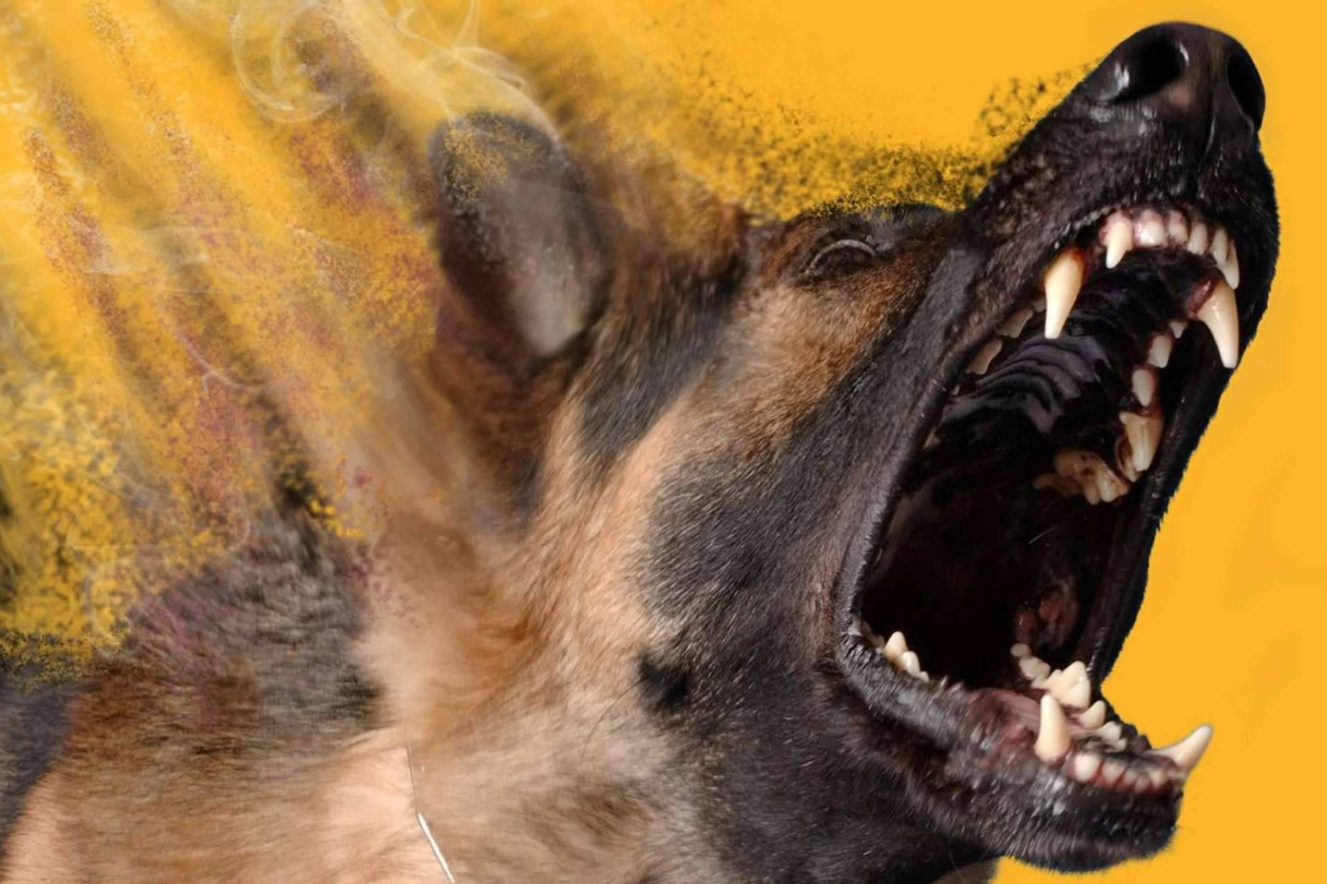 Qué es la reactividad canina y motivos por los que sucede