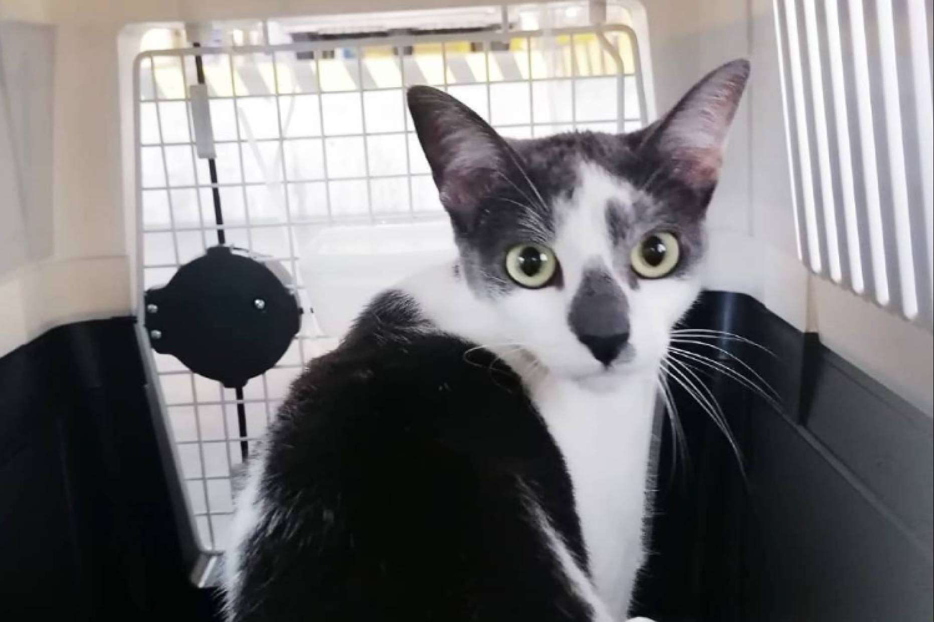 Así debe ser el transportín para el traslado de mascotas en avión