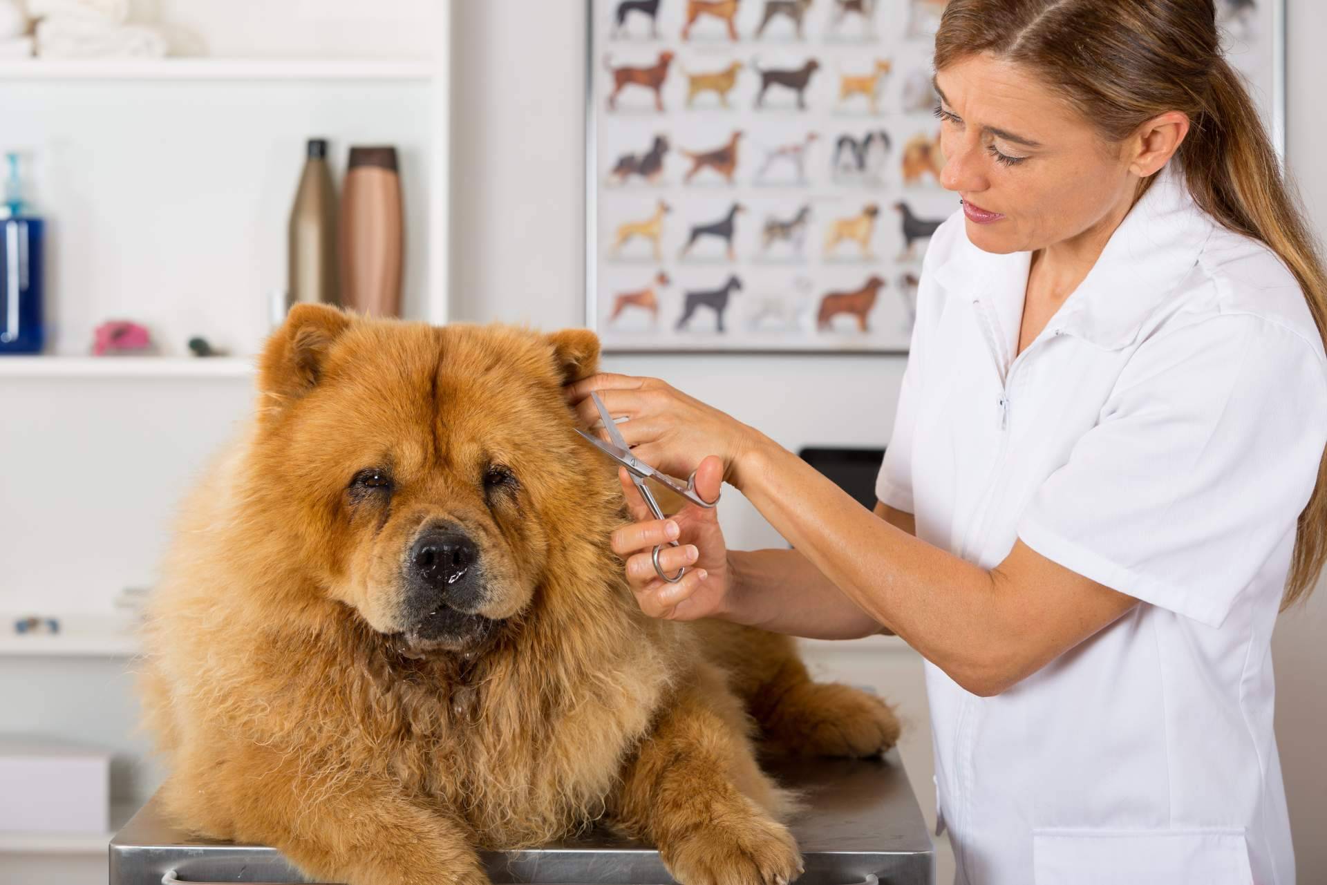 Los beneficios de confiar en la peluquería Perrukings ubicada en Madrid