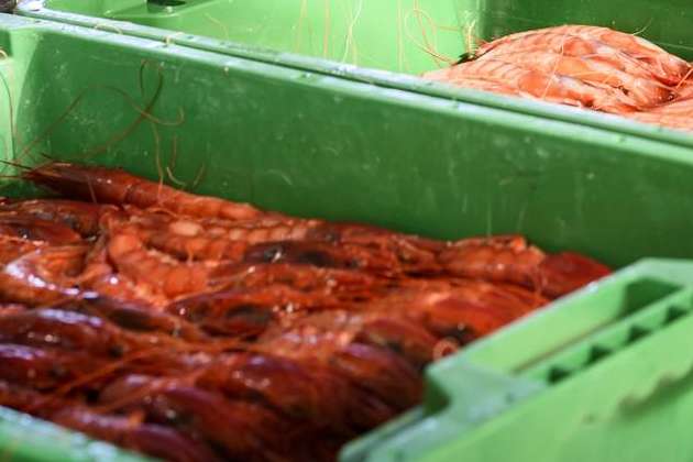 Conocer la diferencia entre gamba y langostino