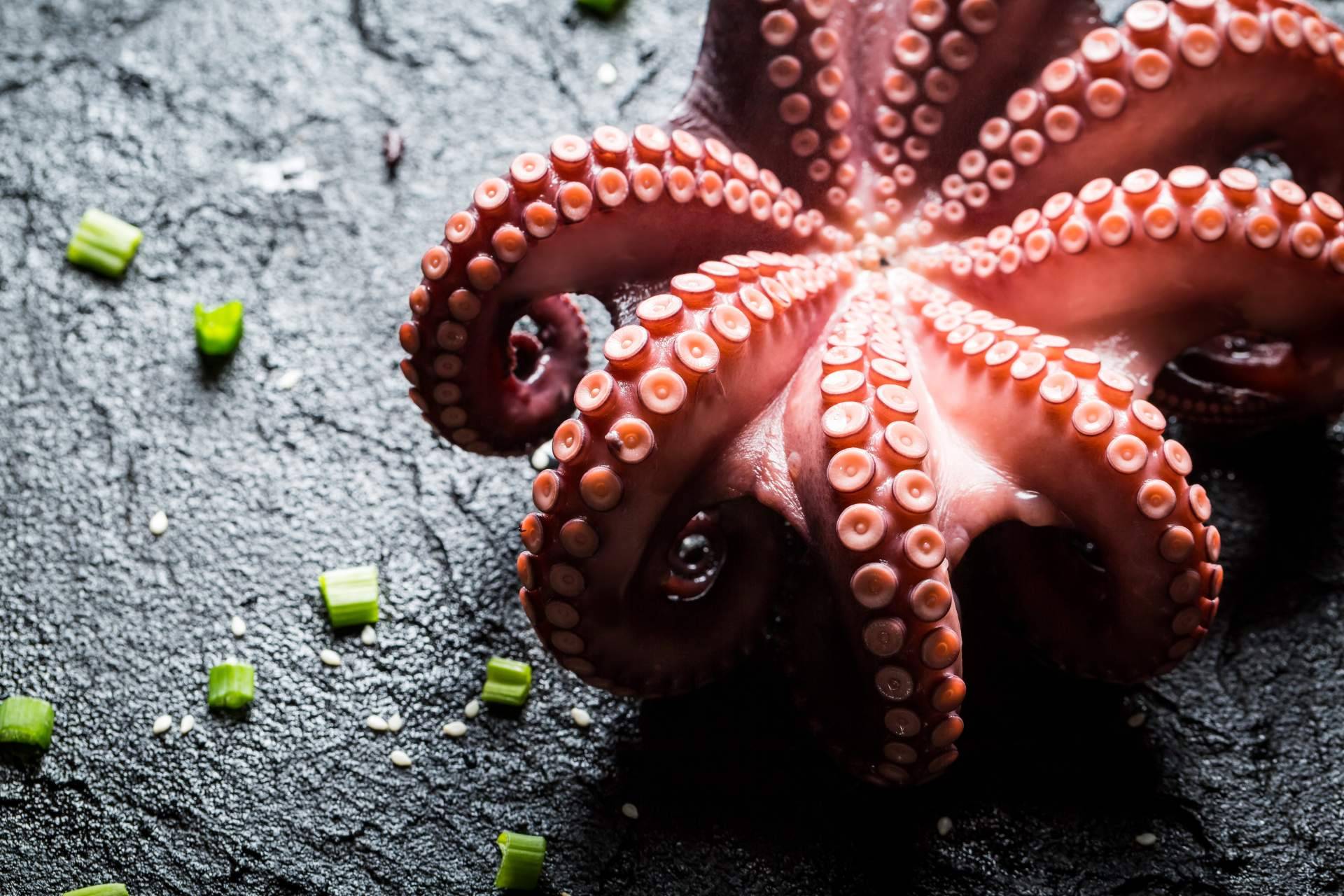 3 de Pulpo, todo sobre las propiedades del pulpo de Dakhla