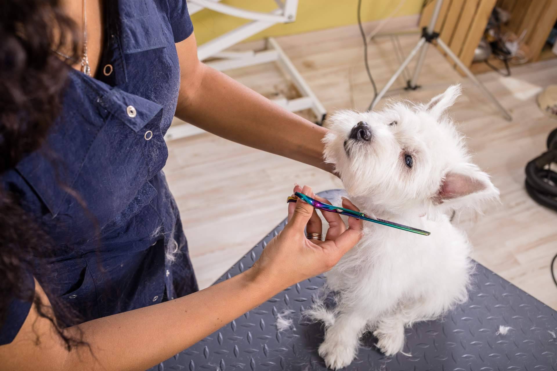 Perrukings sobre la importancia de los cuidados estéticos para las mascotas