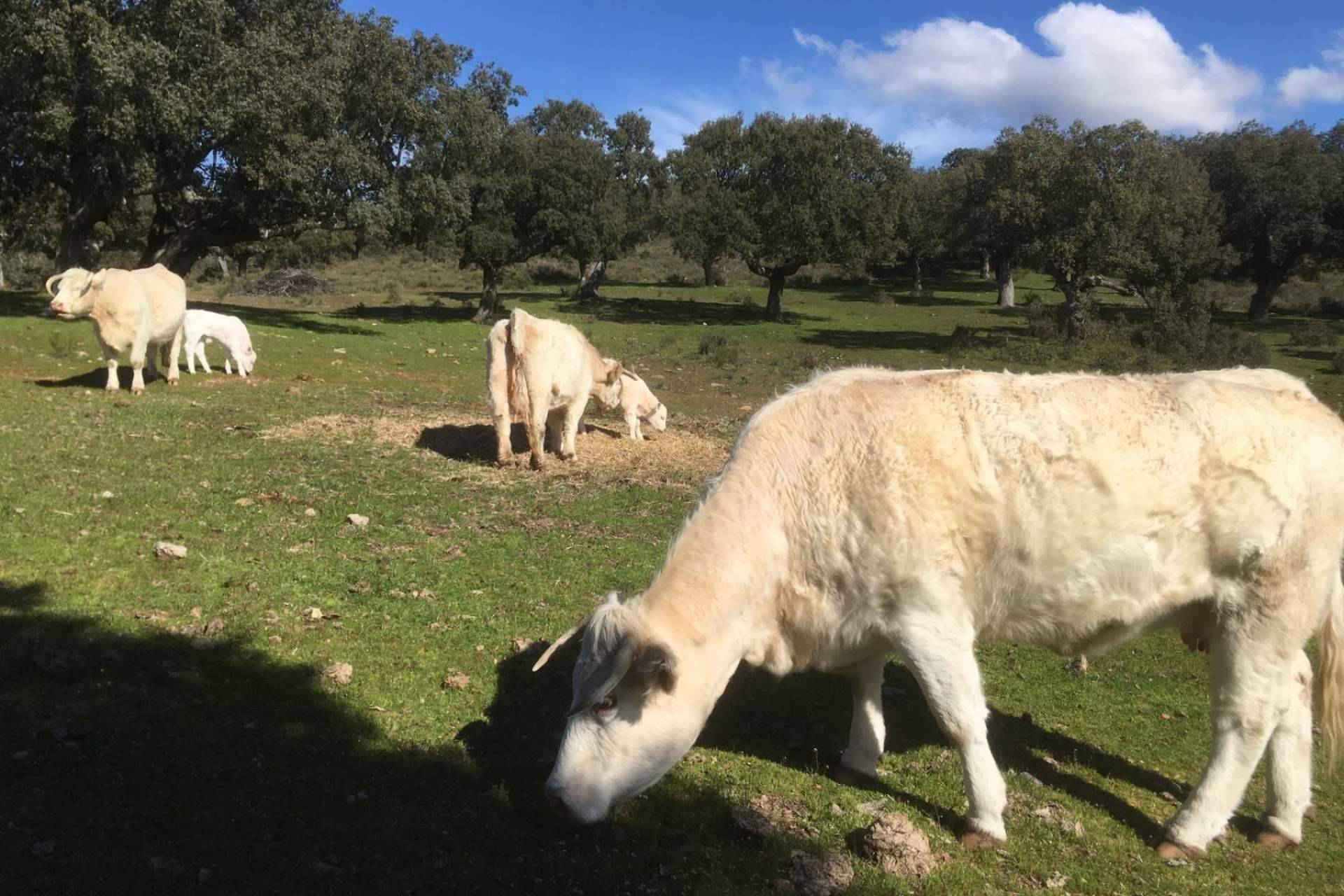 La firma Ternera del Bajo Tormes produce y comercializa carne de ternera ecológica