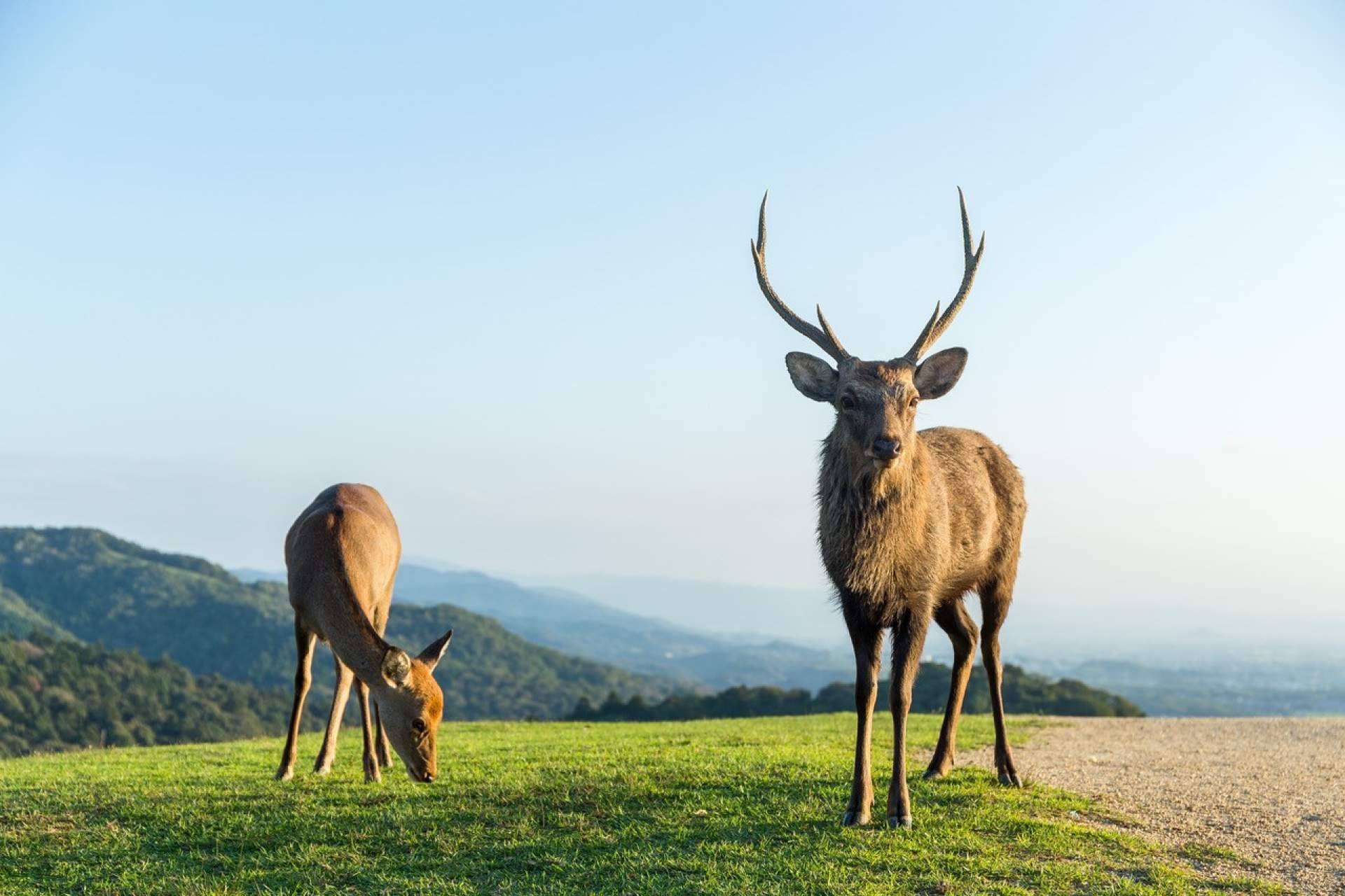 Metapark ZOO, el proyecto de realidad aumentada de Lucatia