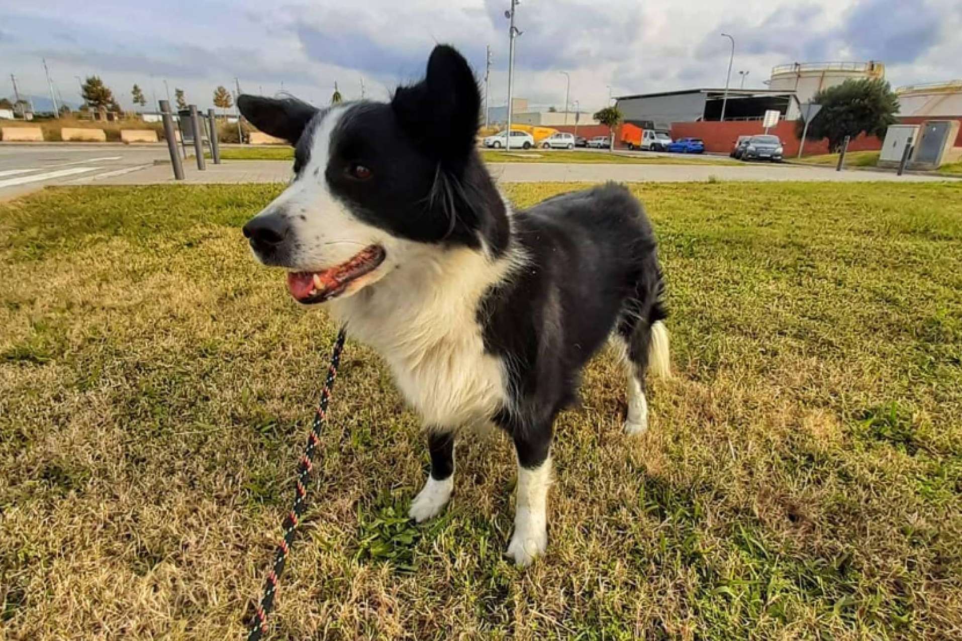 Requerimientos en el momento de viajar con la mascota en avión, por BaggagePets