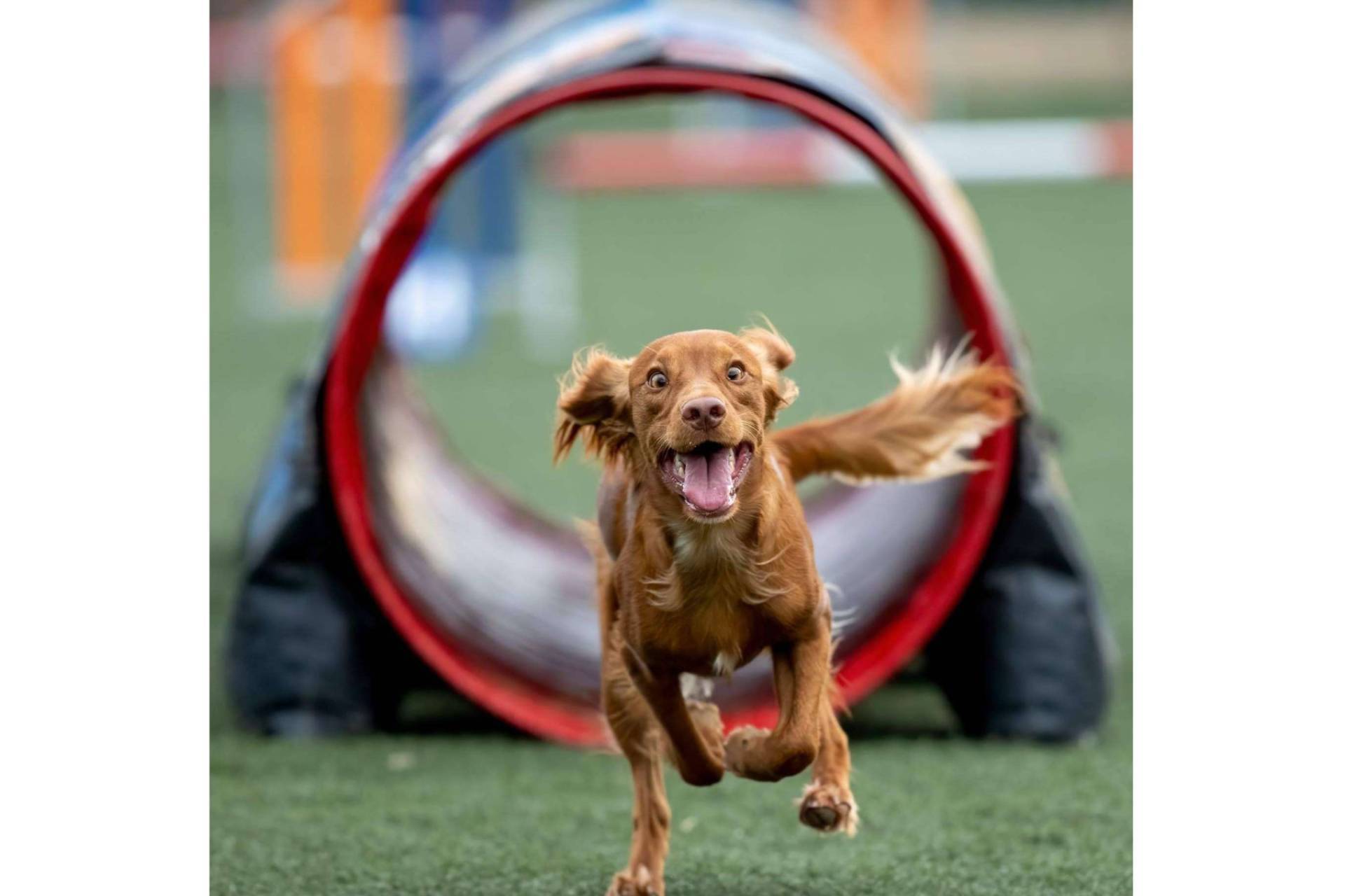 Agility canino, una disciplina deportiva para fortalecer el vínculo entre humanos y perros