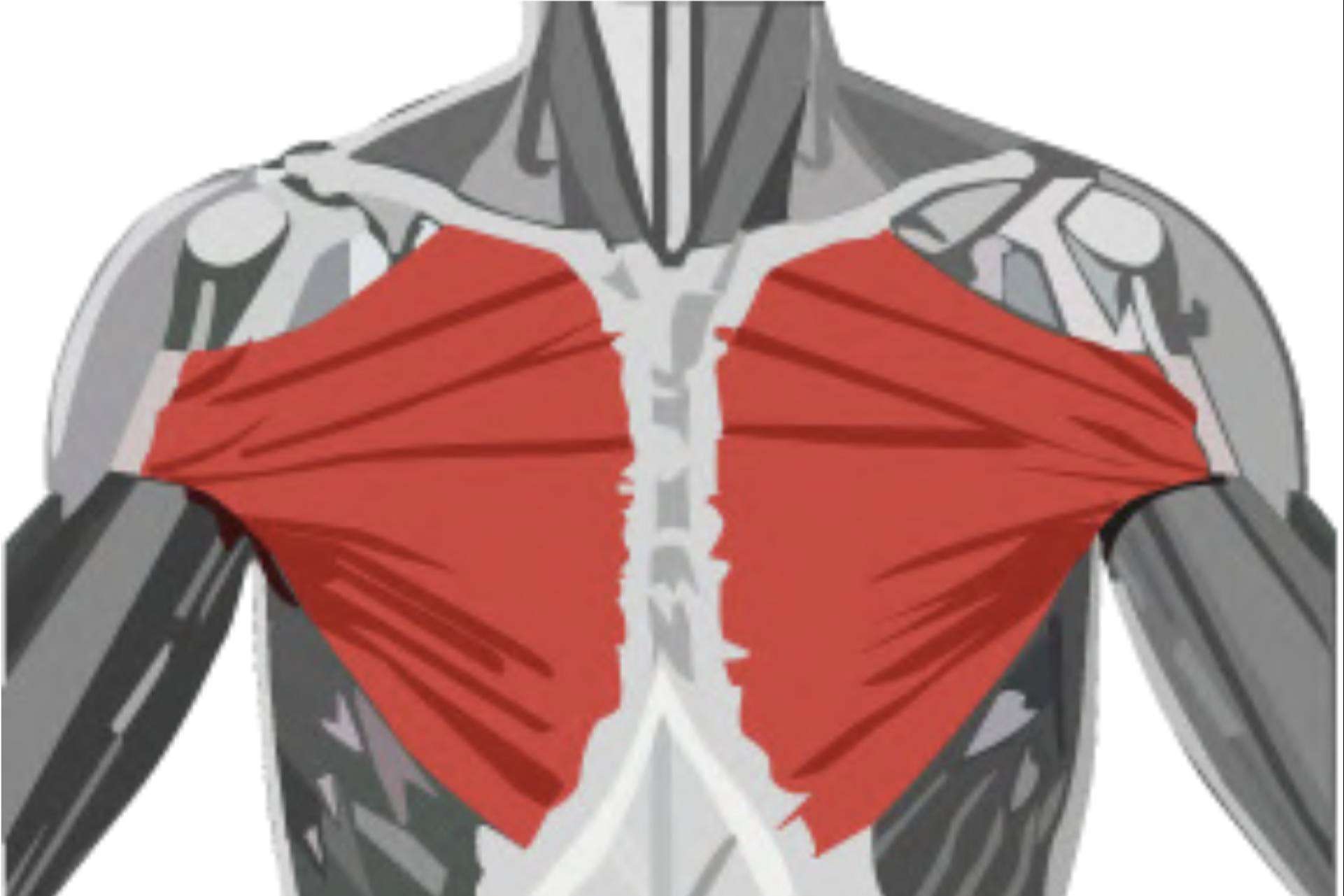 ¿Cómo mejorar el pectoral? Uno de los mejores ejercicios para la hipertrofia de pecho, con Sergio M Coach