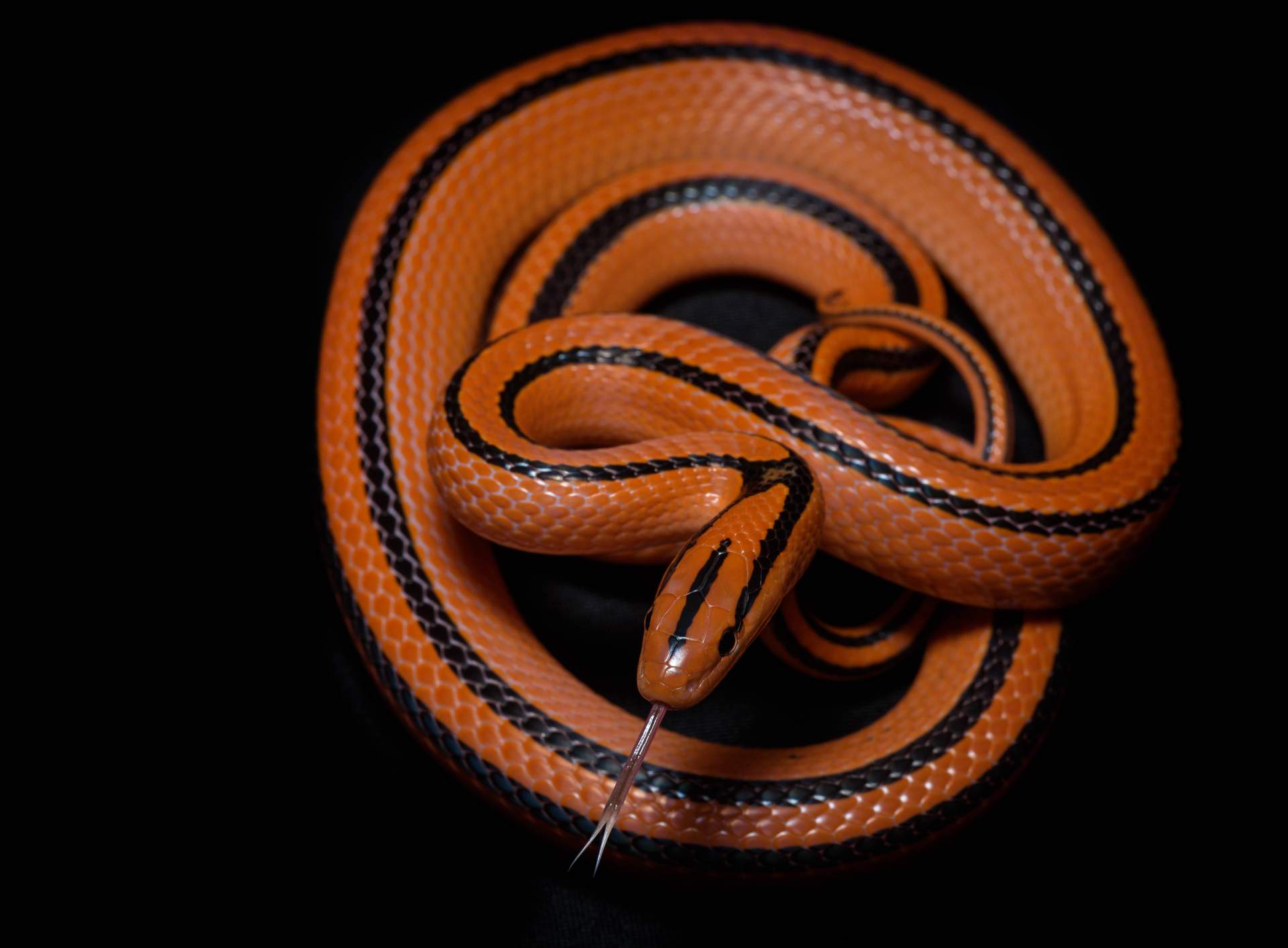 SnakeRoom, el centro de cría autorizado donde encontrar serpientes como mascota