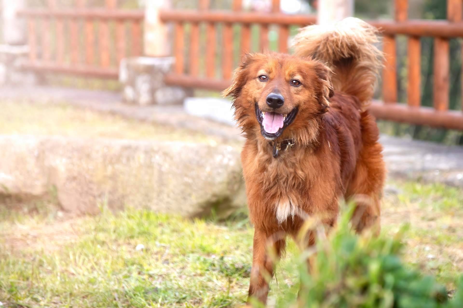 El Perro Feliz lleva a cabo un sorteo de más de 30.000 euros en regalos entre sus seguidores de Instagram para celebrar su 10 aniversario
