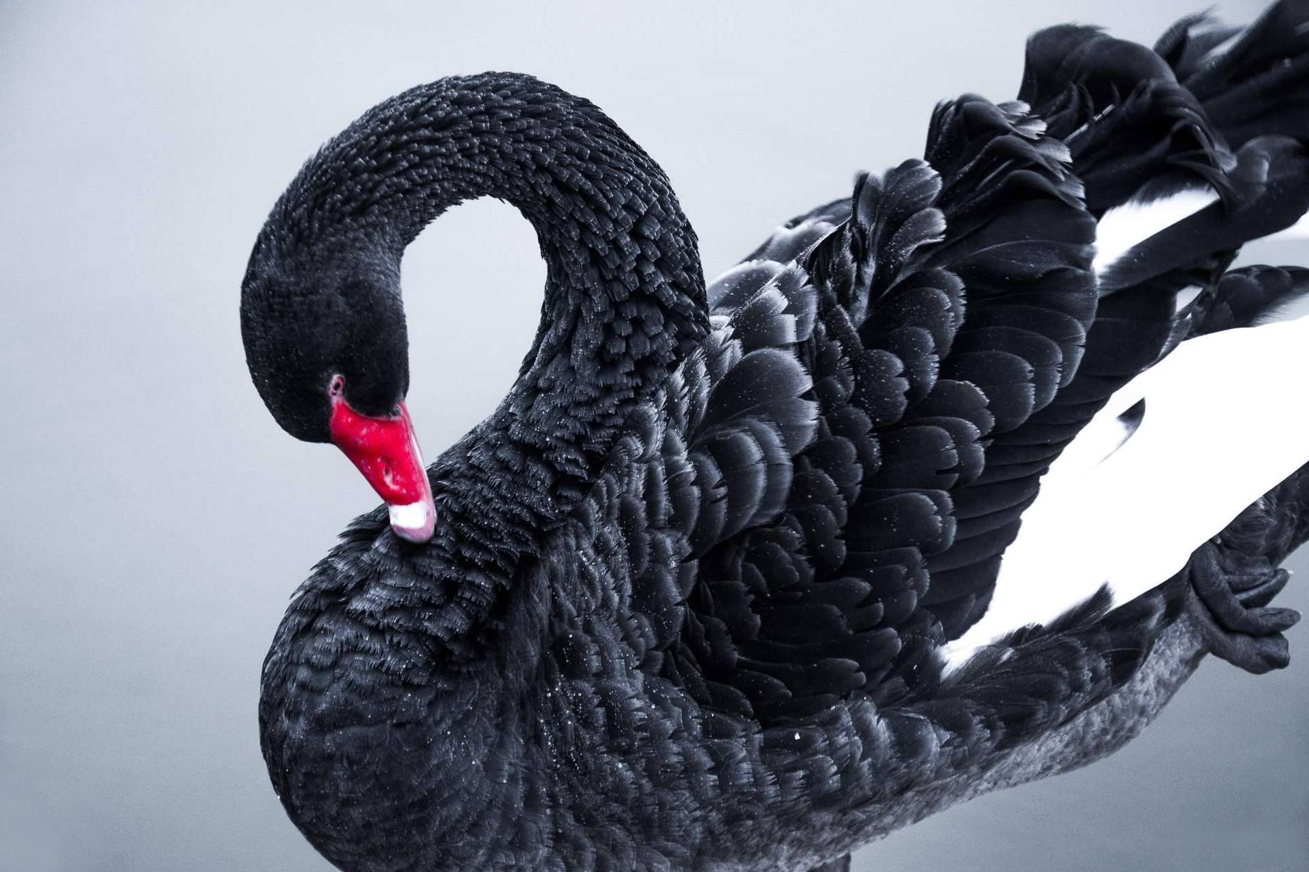 ¿En qué consisten los 'cisnes negros' y qué consecuencias pueden tener en las inversiones?
