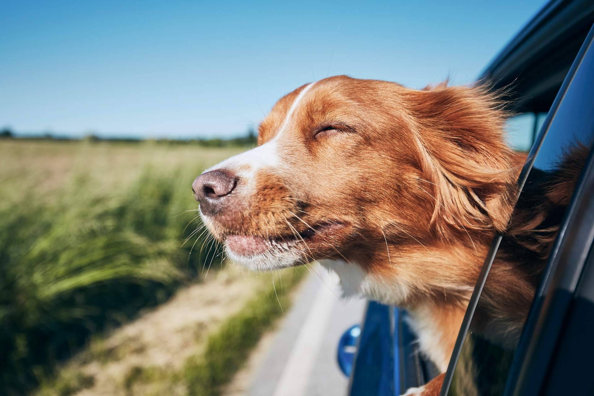 ADOPTA dispone de un buscador pet friendly para encontrar lugares para disfrutar con un perro