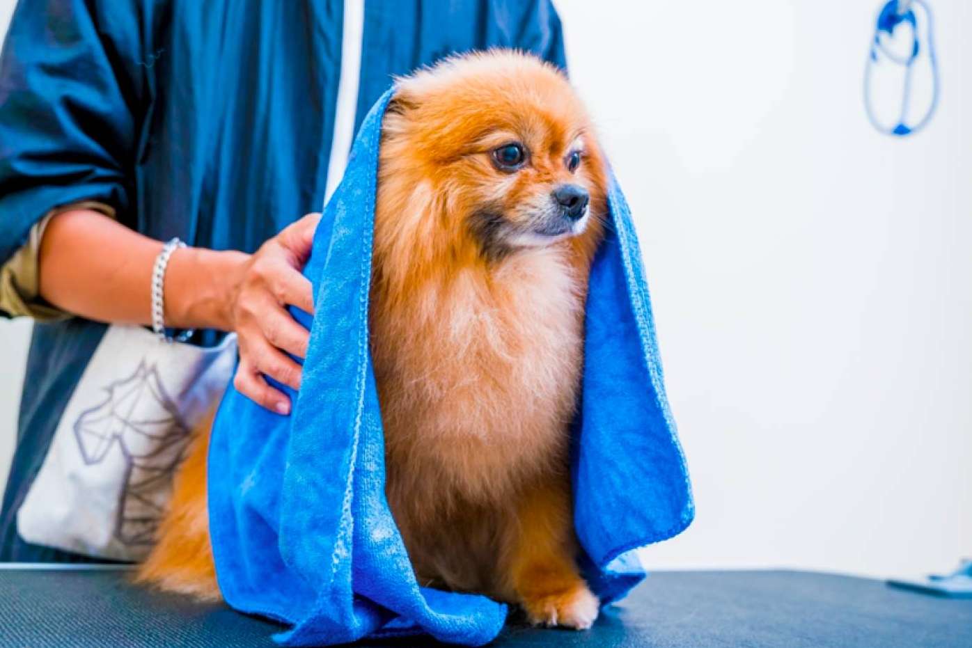 Con VetFormación es posible formarse como peluquero canino