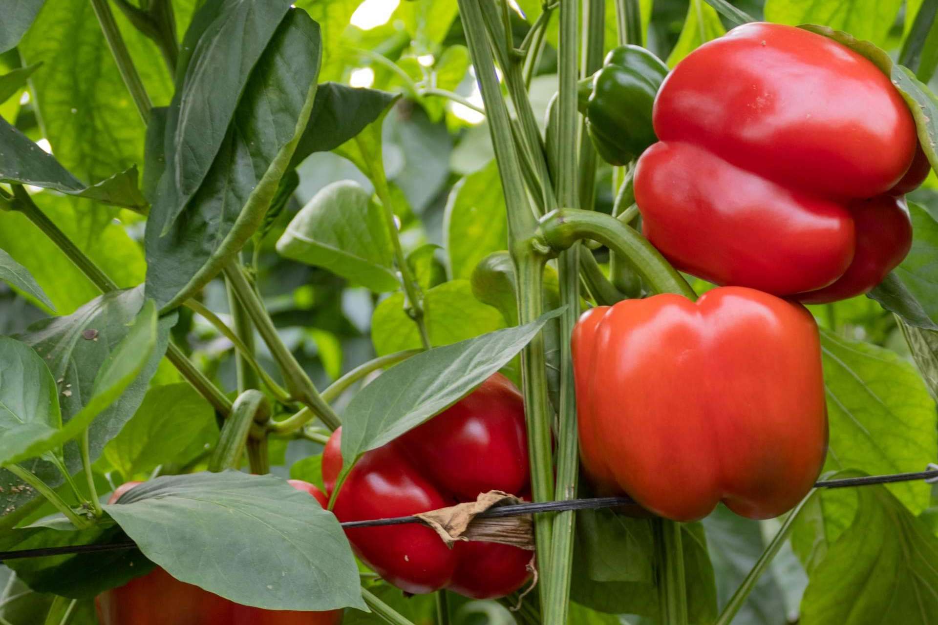 CapGen Seeds experimenta un incremento del 18 % en la producción de sus variedades hortícolas gracias al aumento de las ventas nacionales e internacionales