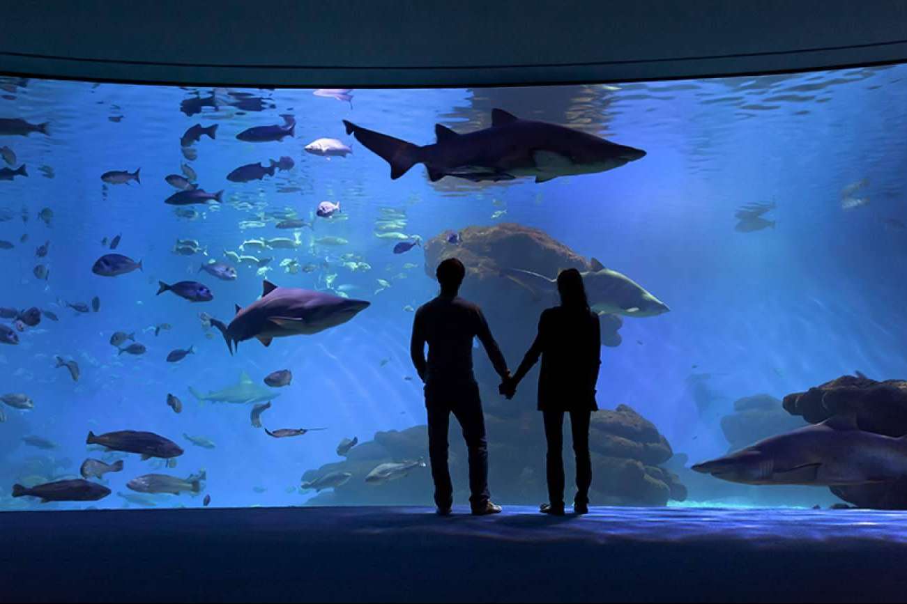 Organizar un día diferente en Mallorca, con la experiencia Palma Aquarium