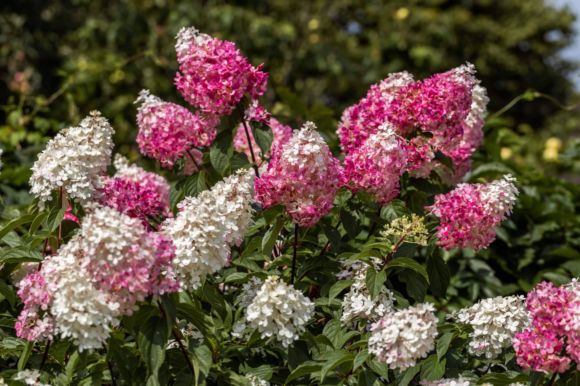 Una flor irreverente y elegante, paniculata de colores