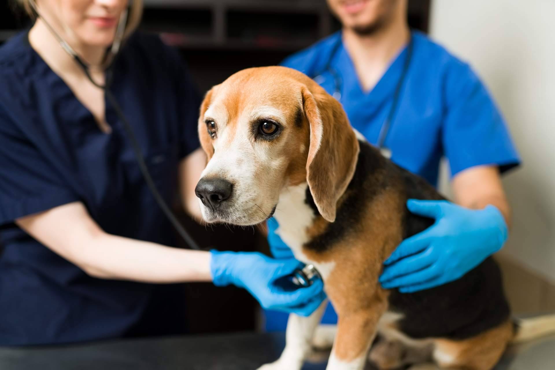 Cursos de auxiliar de veterinaria de la mano de VetFormación