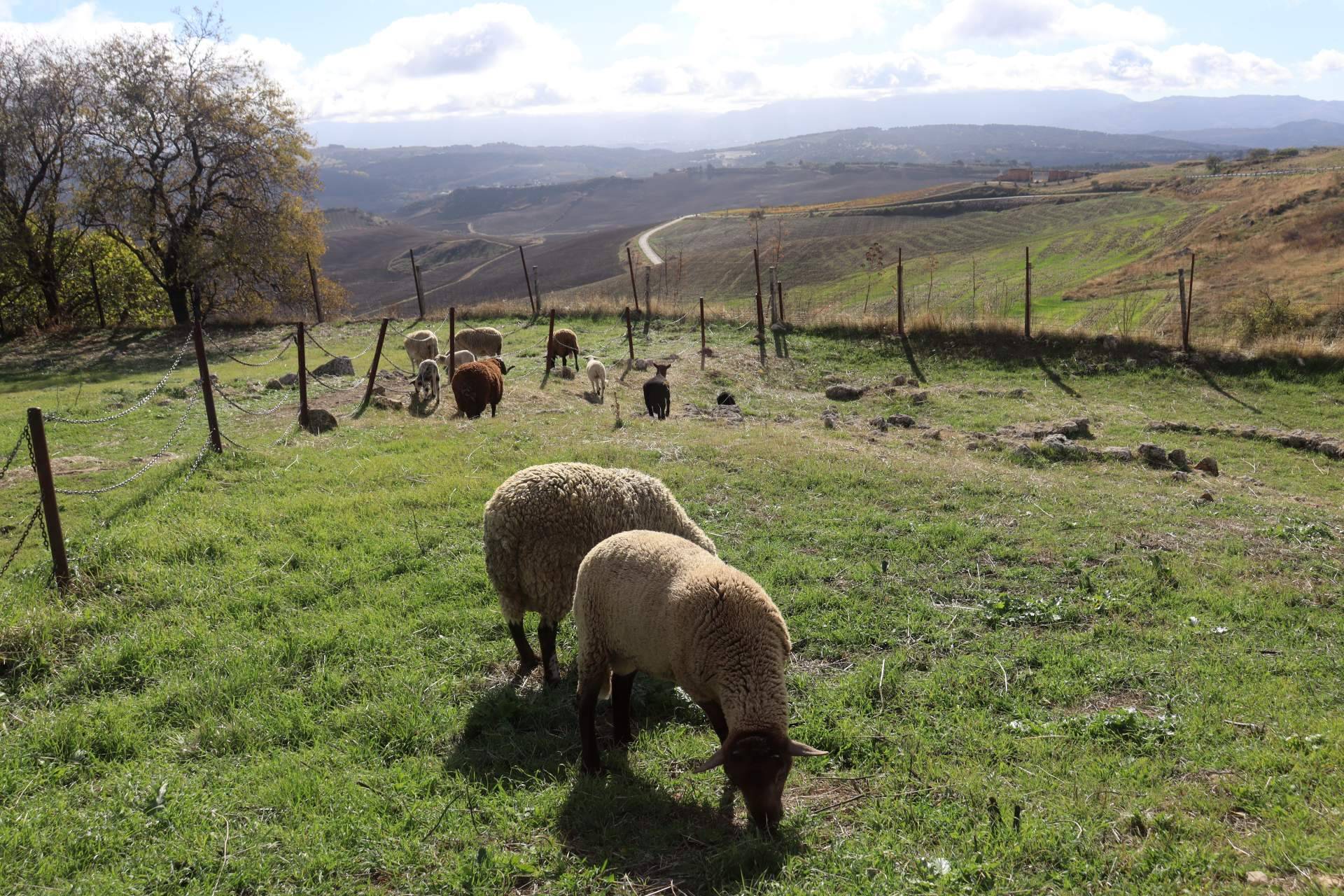 Carne fresca y tierna de cordero de la mano de Ganadería Aguirre