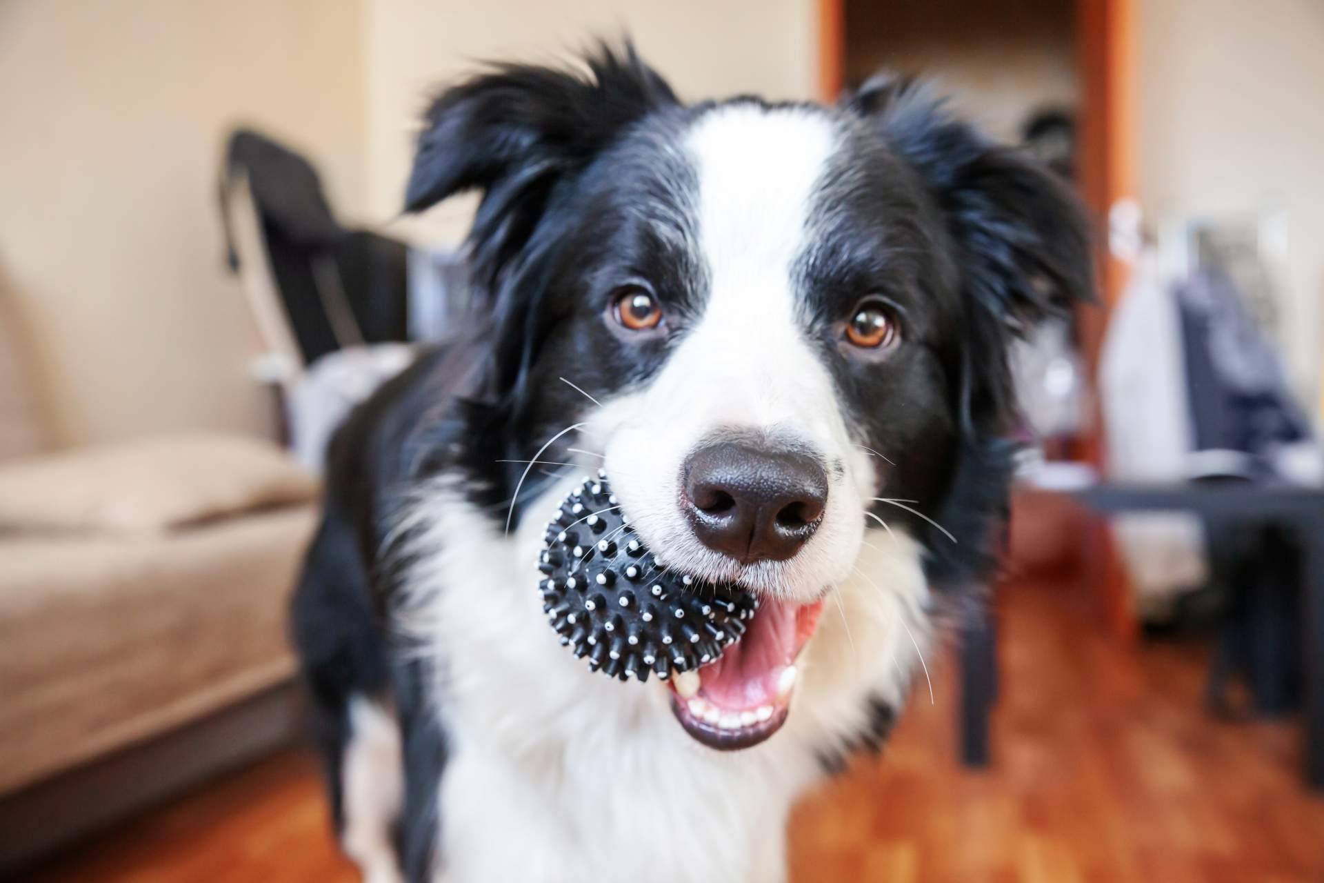 Can Xana proporciona juguetes interactivos para perros