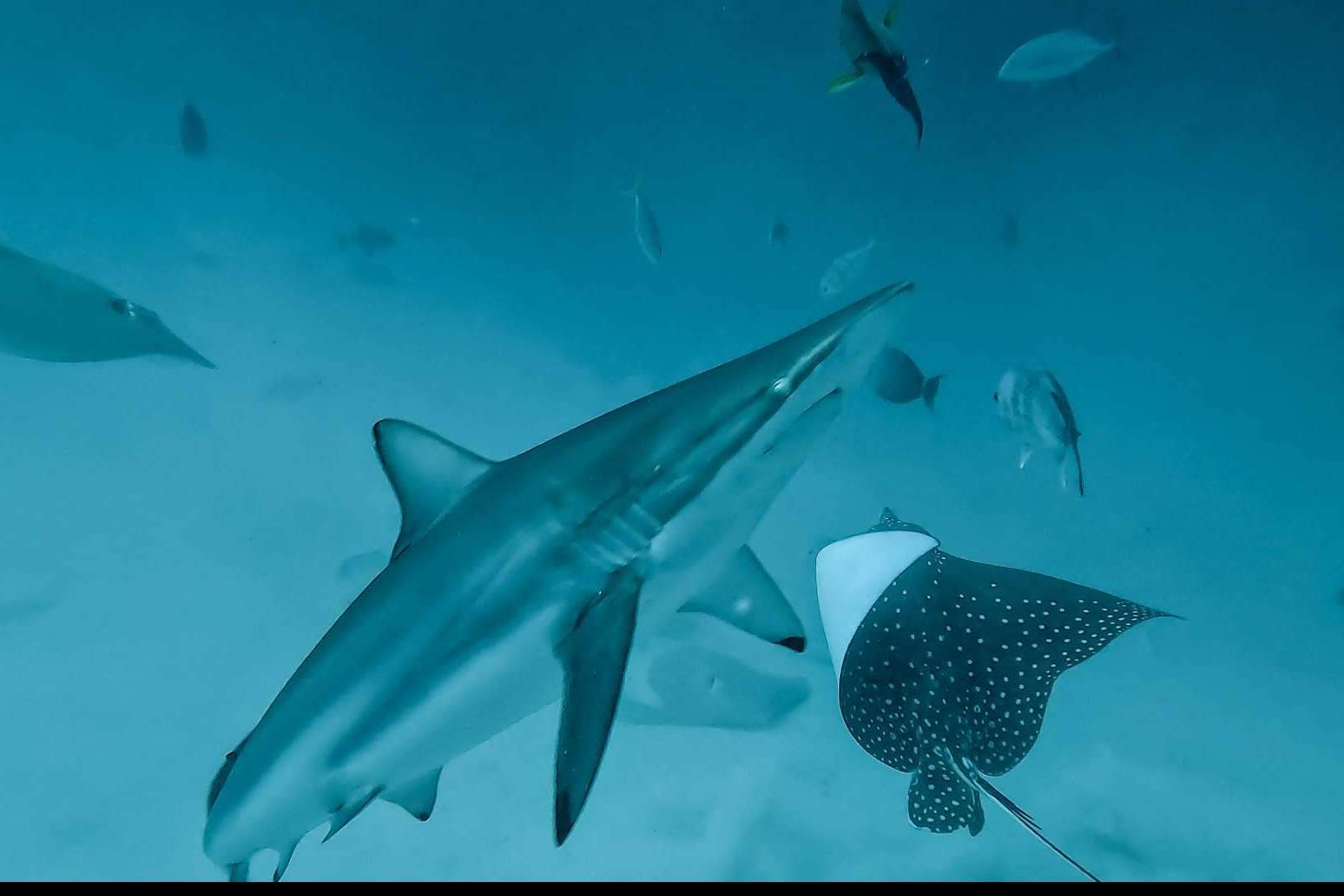 Drop Dive Maldives ofrece descubrir la vida marina de Rasdhoo