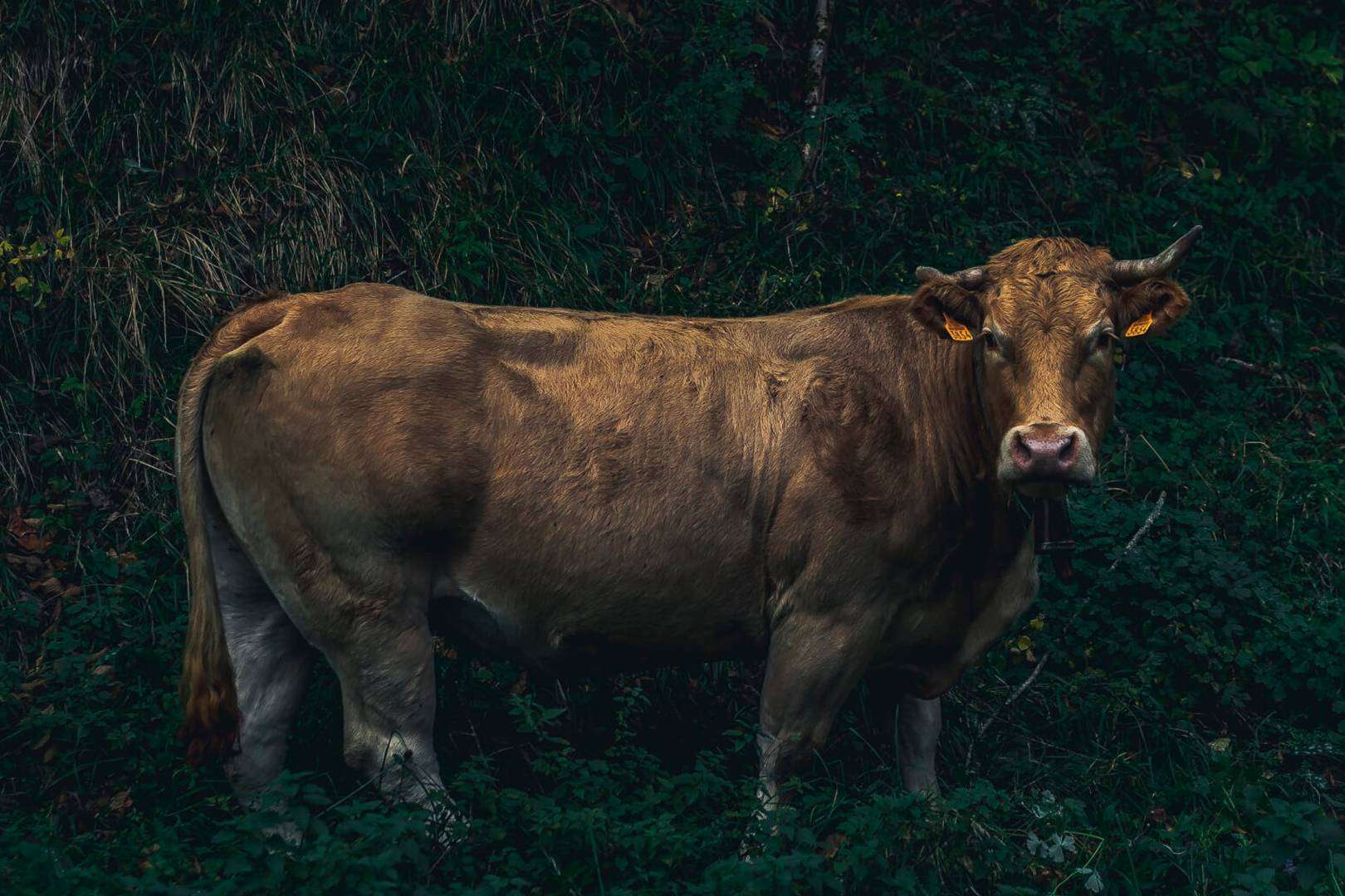 Txogitxu, la carne roja que se puede encontrar en los mejores restaurantes
