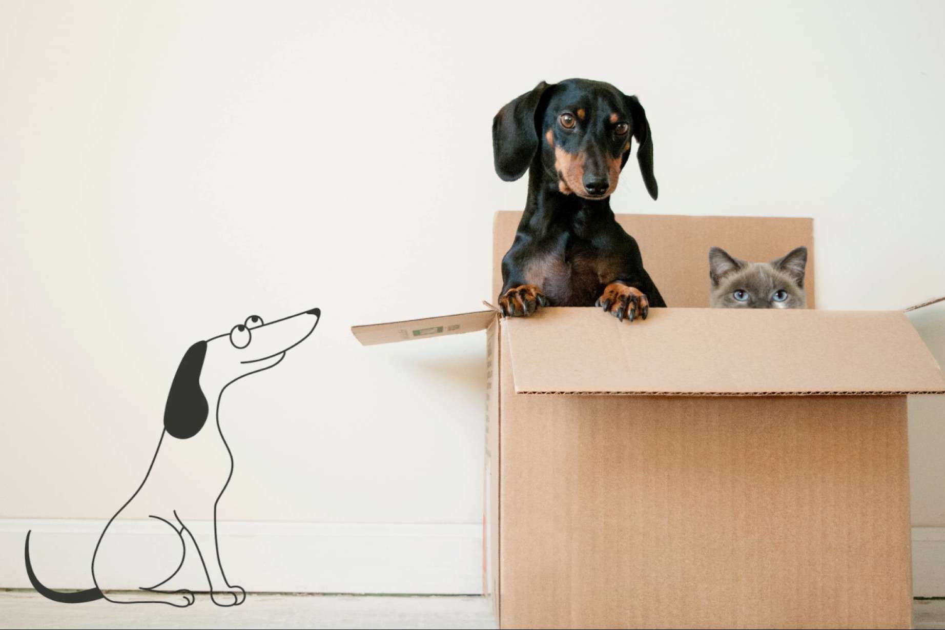 VetEasy, uno de los mejores seguros de salud para los perros y gatos