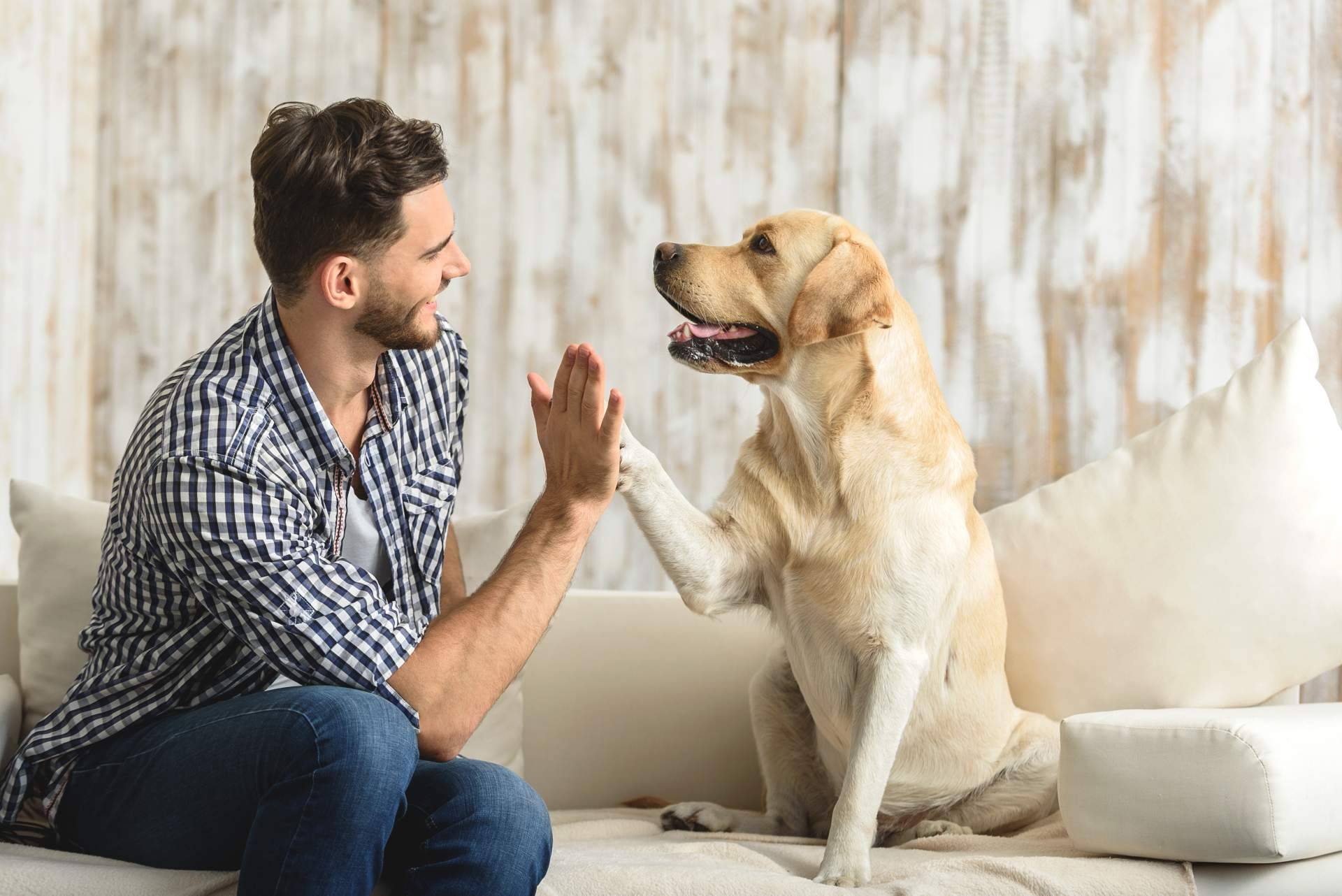 Variedad de comida para perros con Era Pet Food para una dieta sana y equilibrada