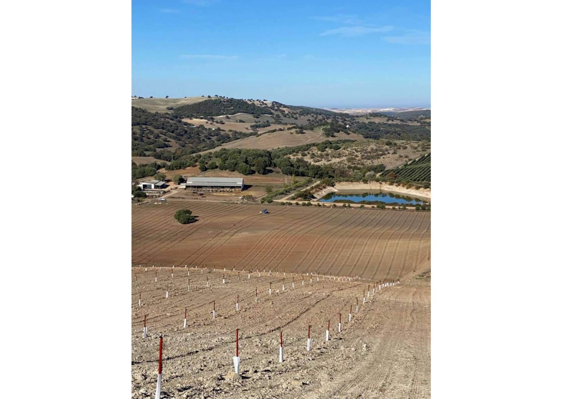 Excelencia en la venta de olivos. Un olivar próspero con Comex Bodión