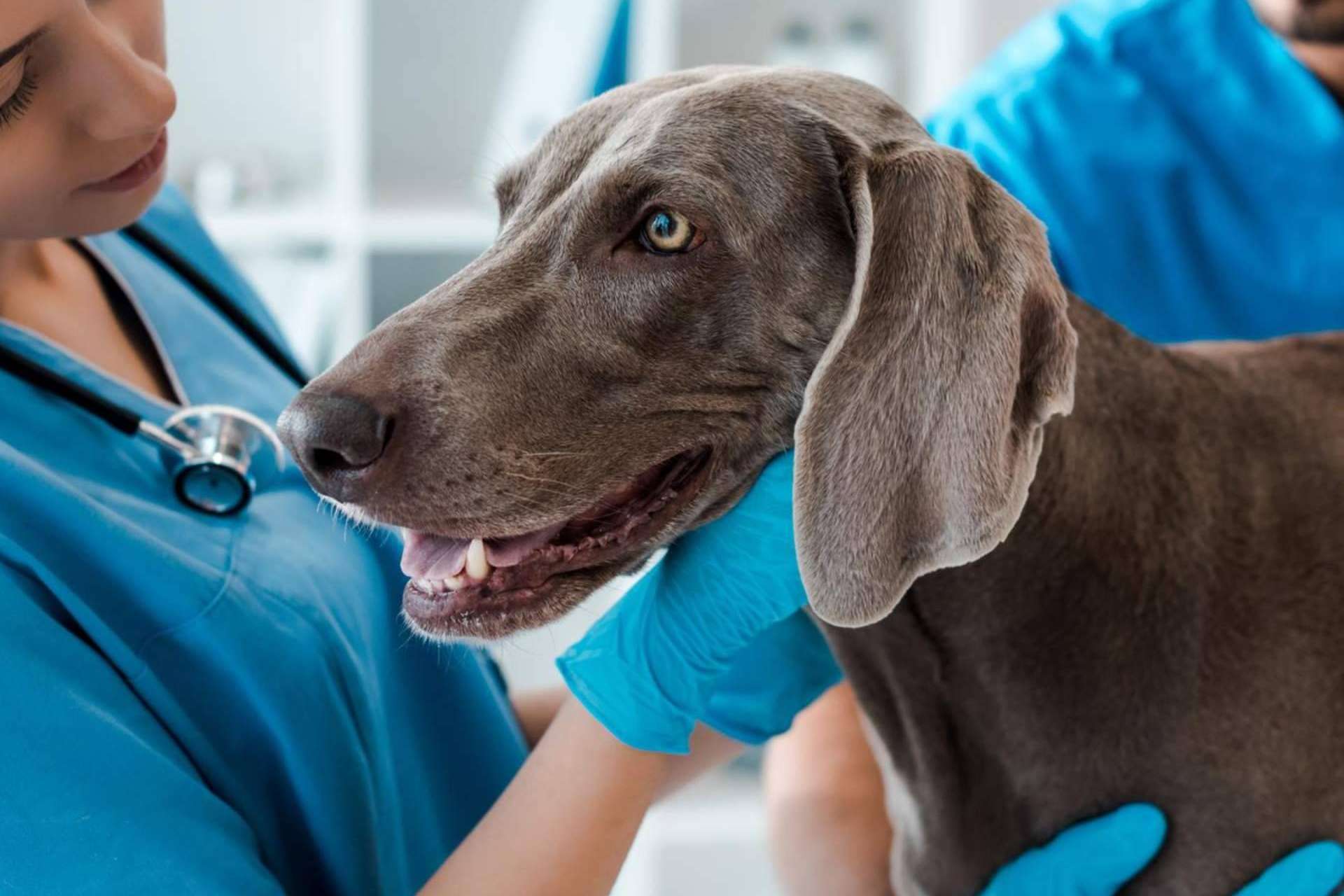 Qué ofrece la formación online en el ámbito de auxiliar técnico veterinario
