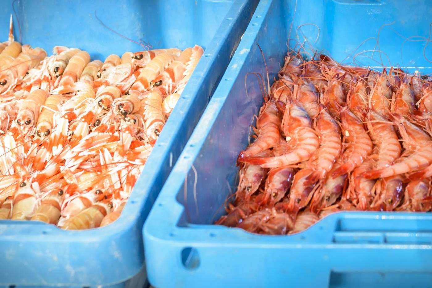 ¿Cómo mantener el marisco fresco?, Lonja de Ayamonte