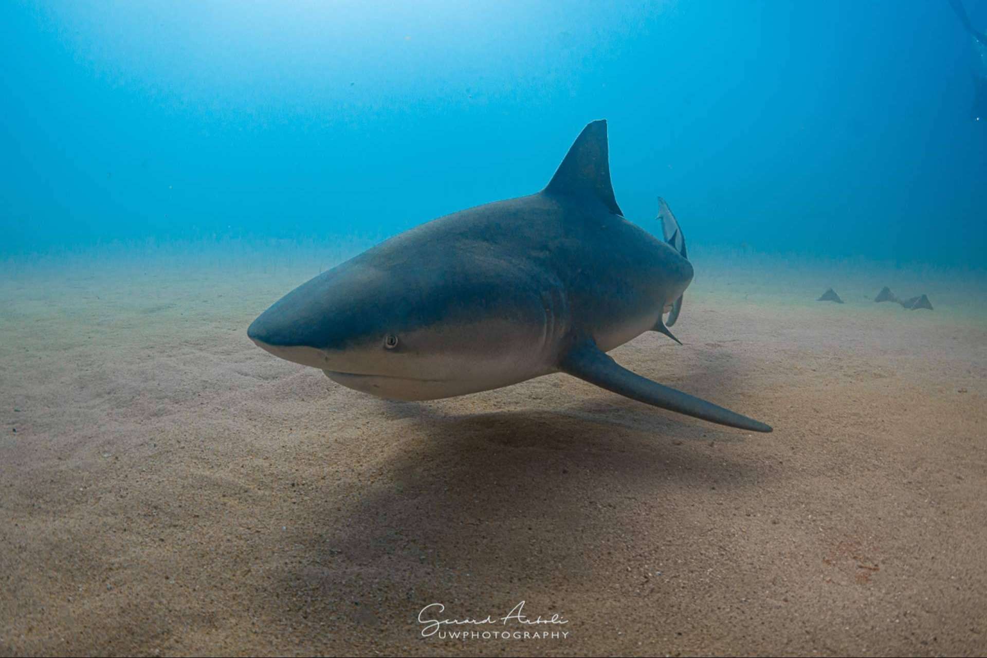 Vivir experiencias de buceo con tiburones con SevenBlue