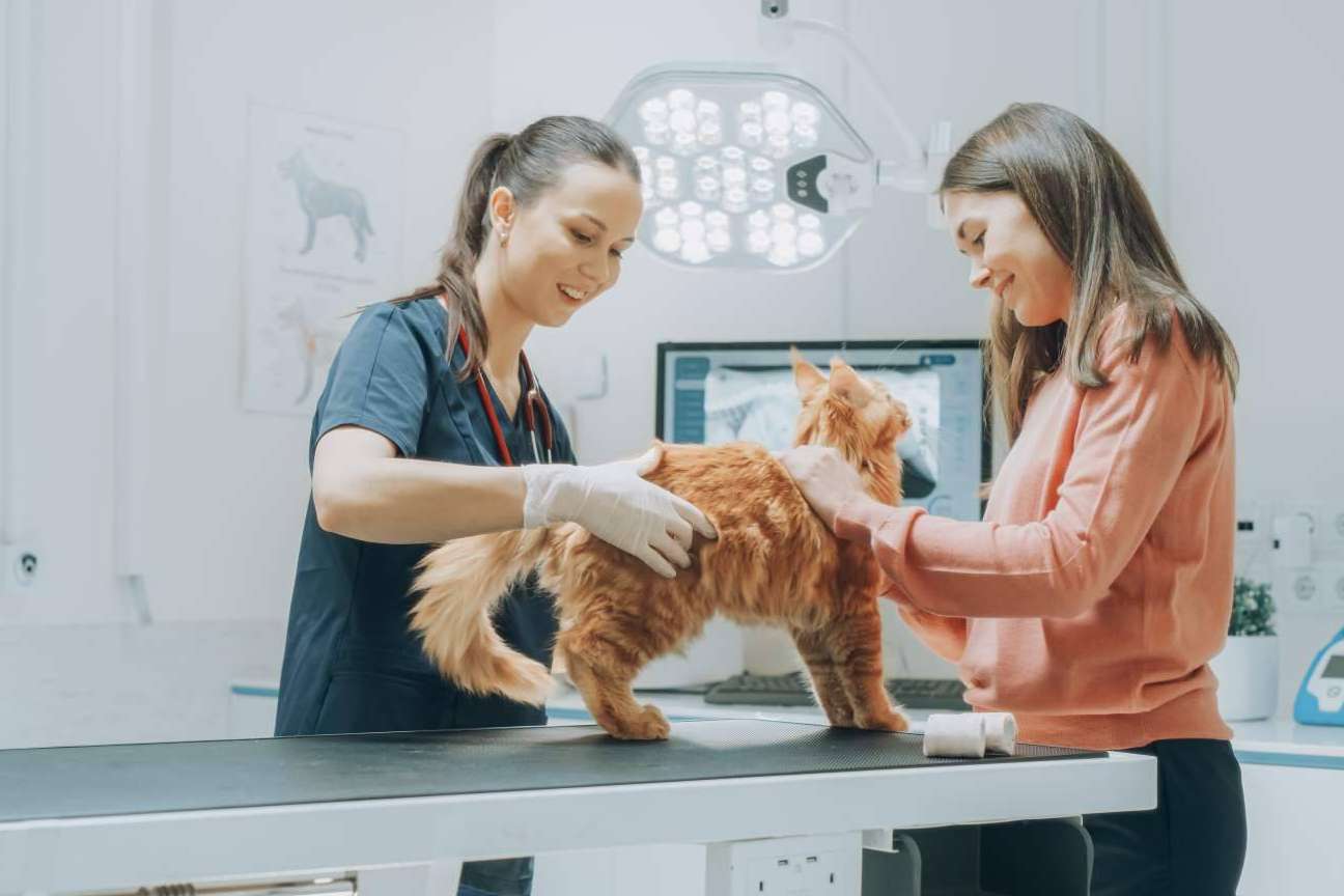 Vetformación ofrece formaciones profesionales de auxiliar técnico veterinaria