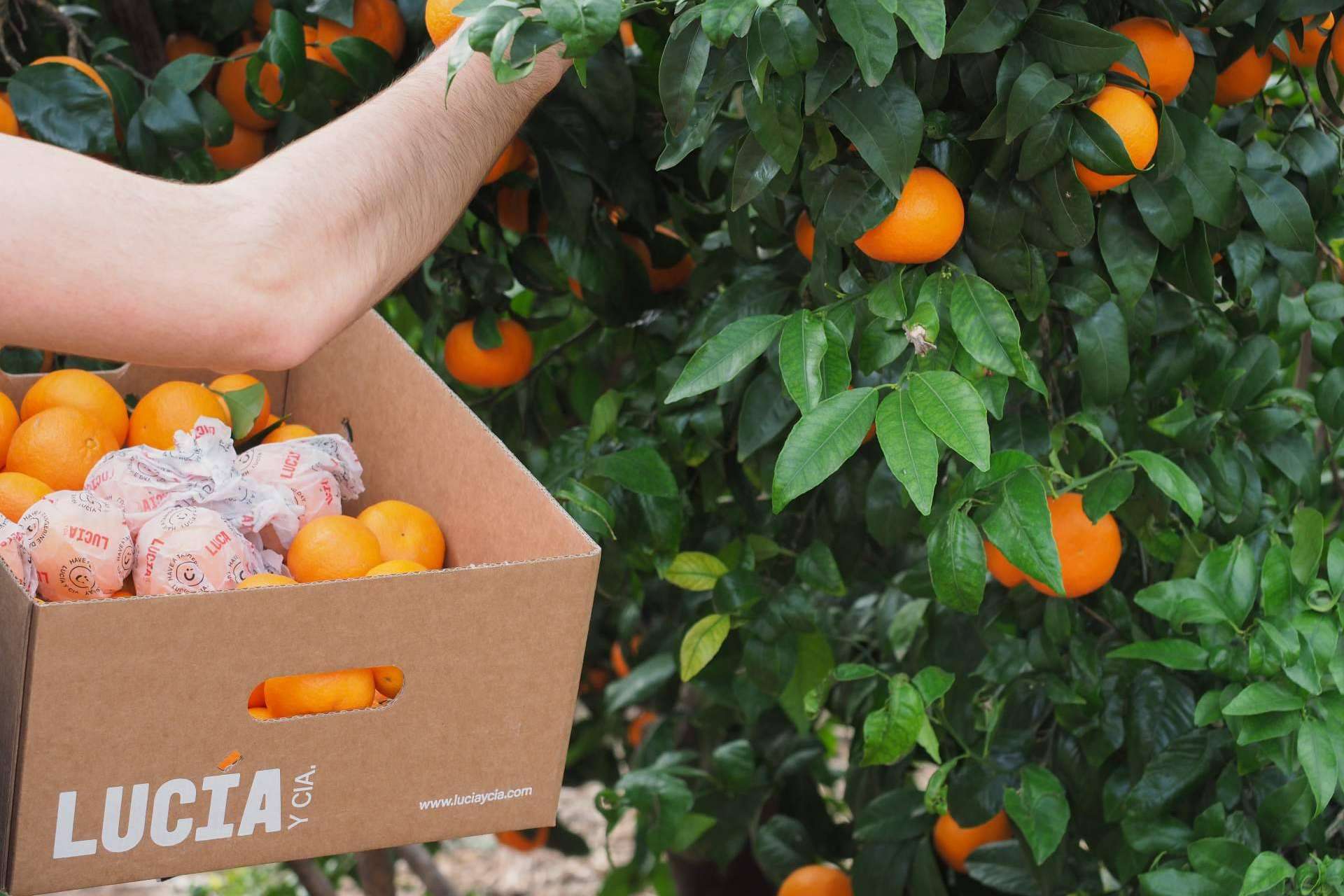 El proyecto Lucía y Cía. redefine la forma de experimentar las mandarinas