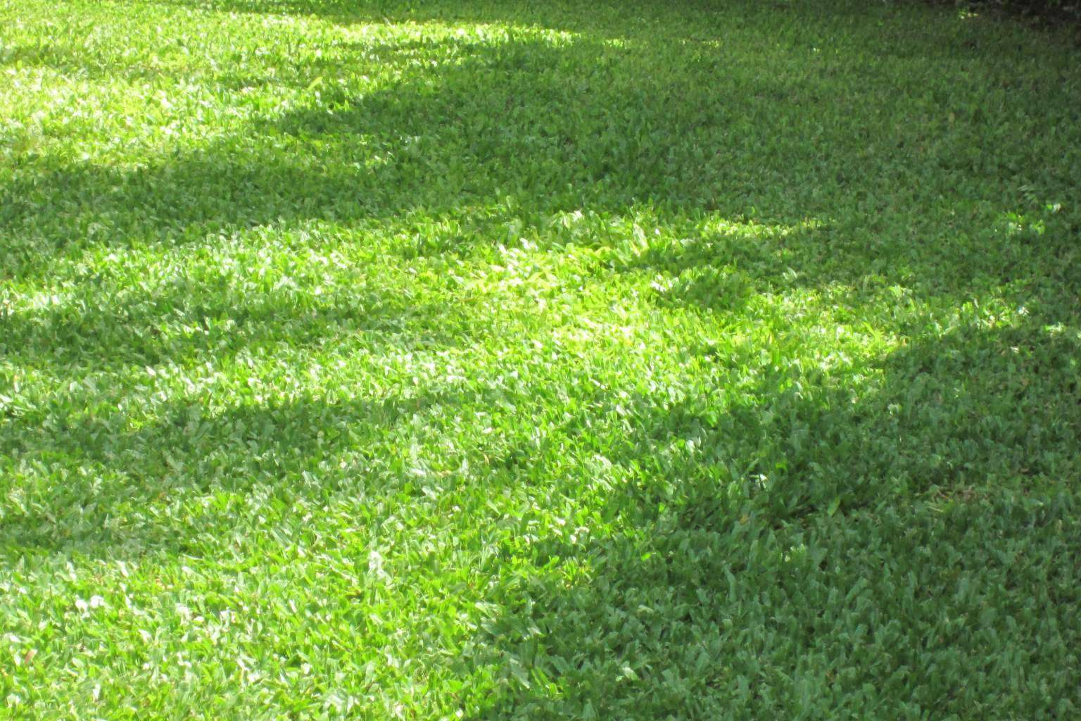 Gramigreen, especialistas en producir césped, gramón para jardines