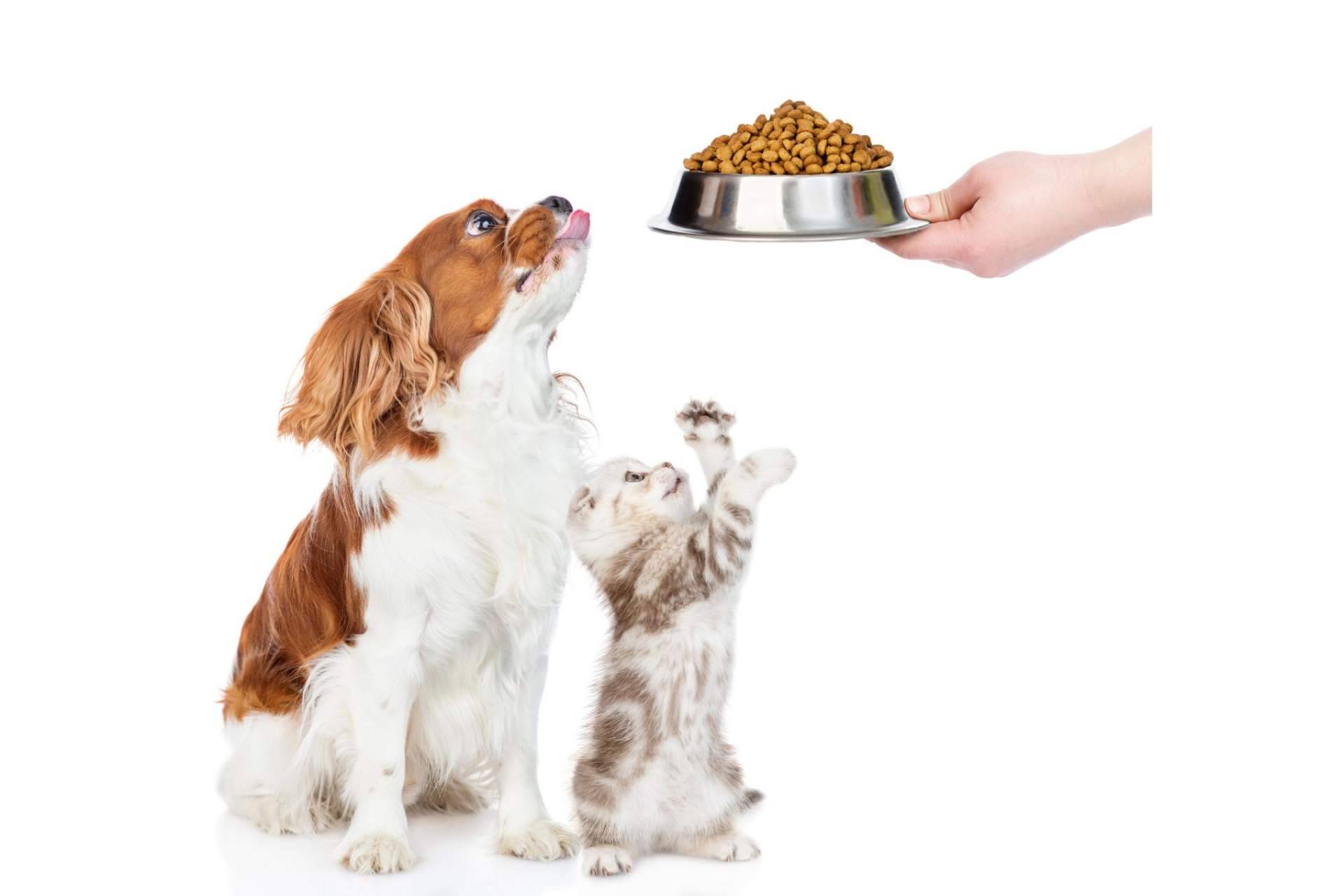 Los beneficios de la comida para perros y gatos de Can Xana