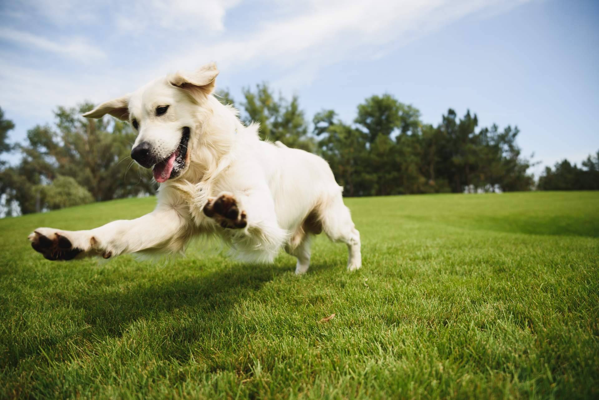 Amazdog, elegida como la mejor app de adopciones de España por 4° año consecutivo