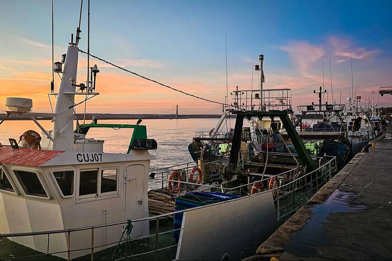 Distribución de pescado y marisco fresco a toda España con el servicio de Lonja de Ayamonte